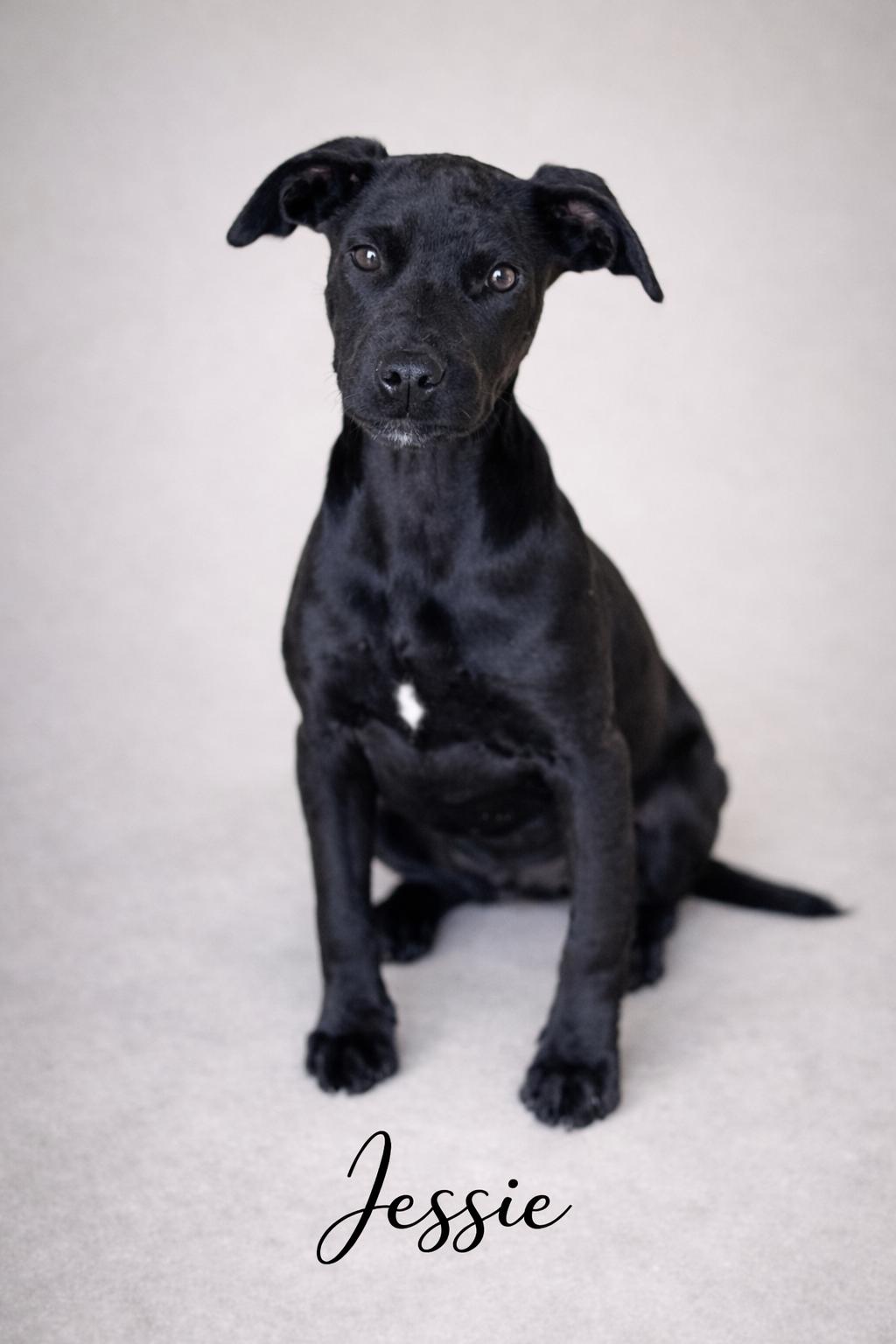 Enlarge Jessie, an adoptable mixed breed in SYLVANIA, GA image 2/3