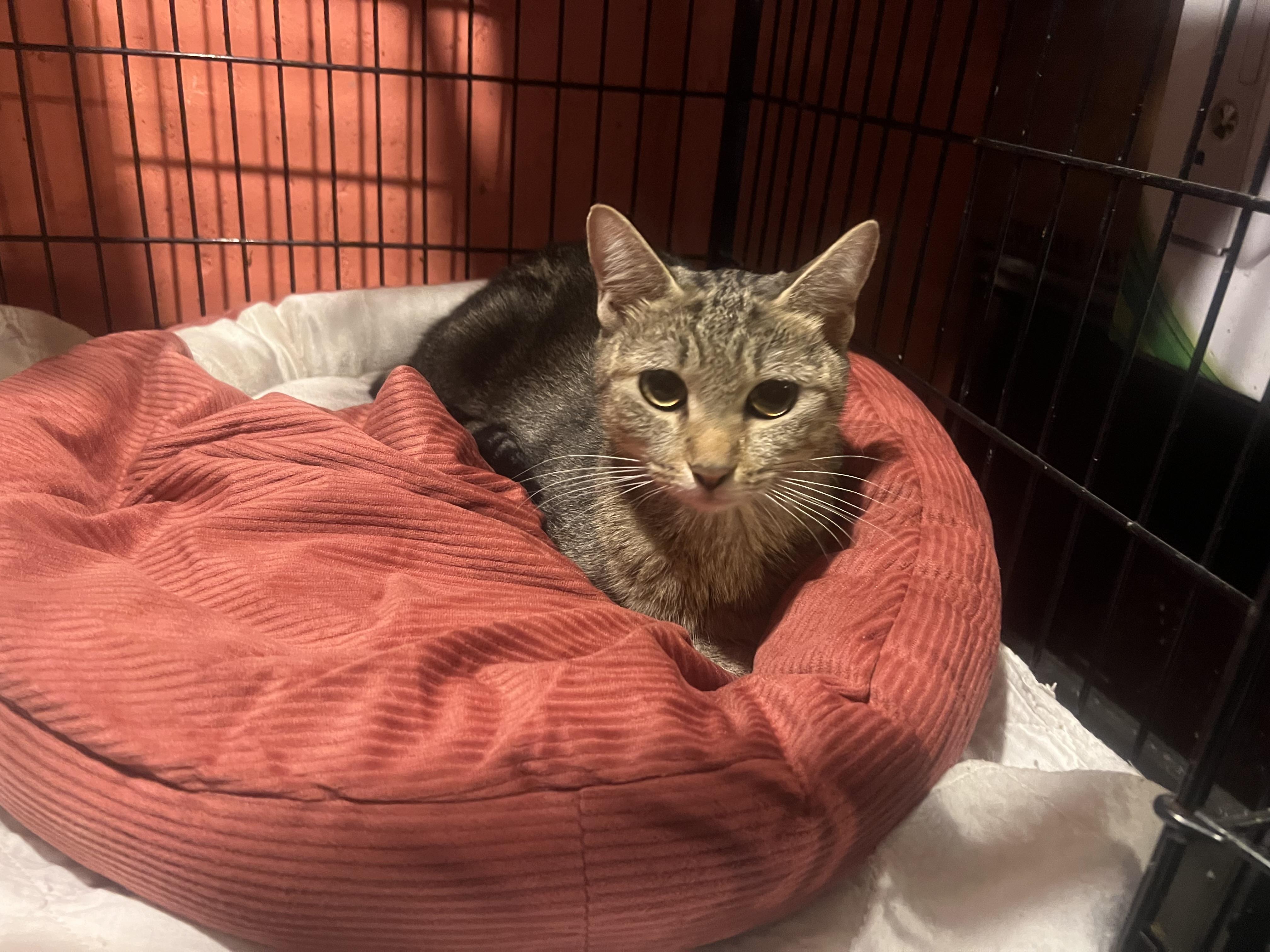 Enlarge Sunshine, a Adoptable Domestic Short Hair in Manchester, CT image 1/2