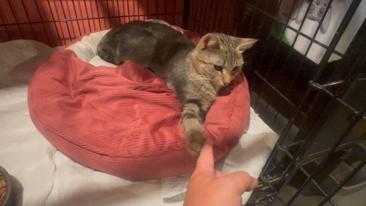 Enlarge Sunshine, a Adoptable Domestic Short Hair in Manchester, CT video 2/2