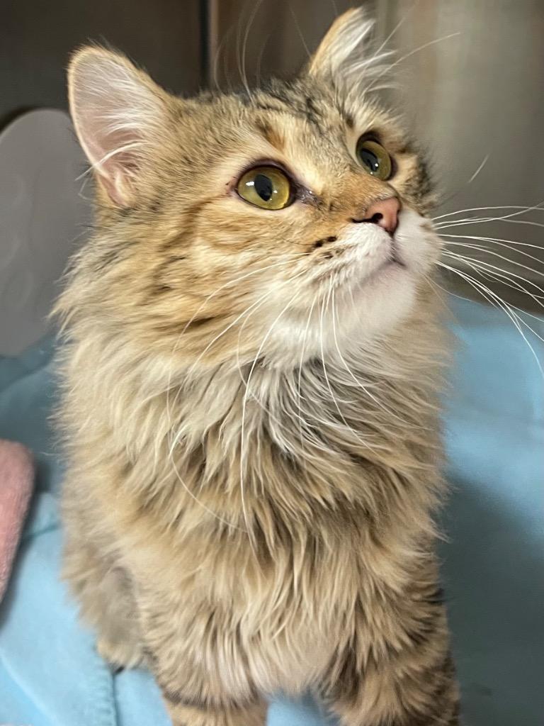 Enlarge Lily, a Adopted mixed breed in Spooner, WI image 1/1