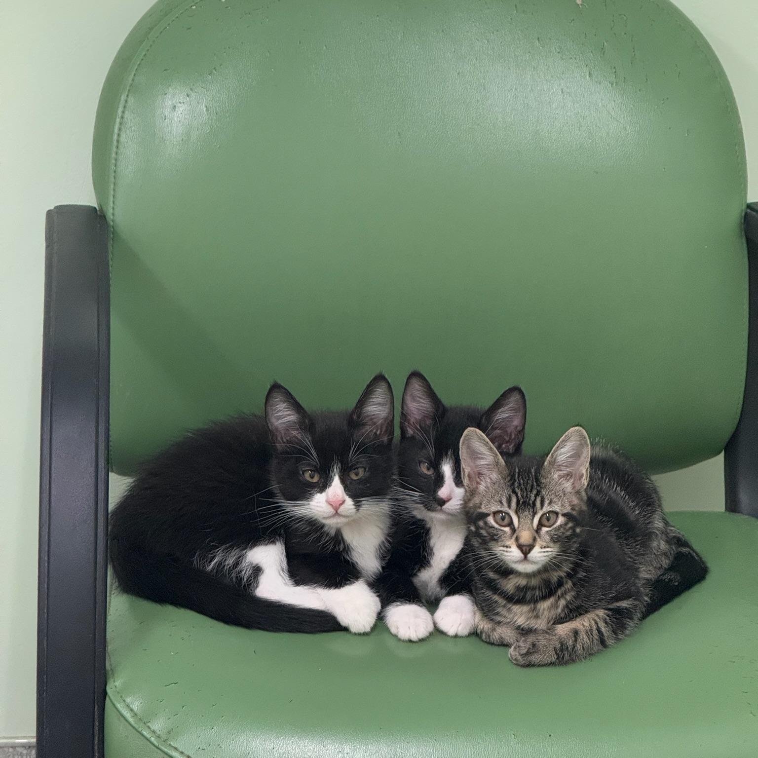 Enlarge Fable, an adopted Domestic Medium Hair in Kent, WA image 4/4