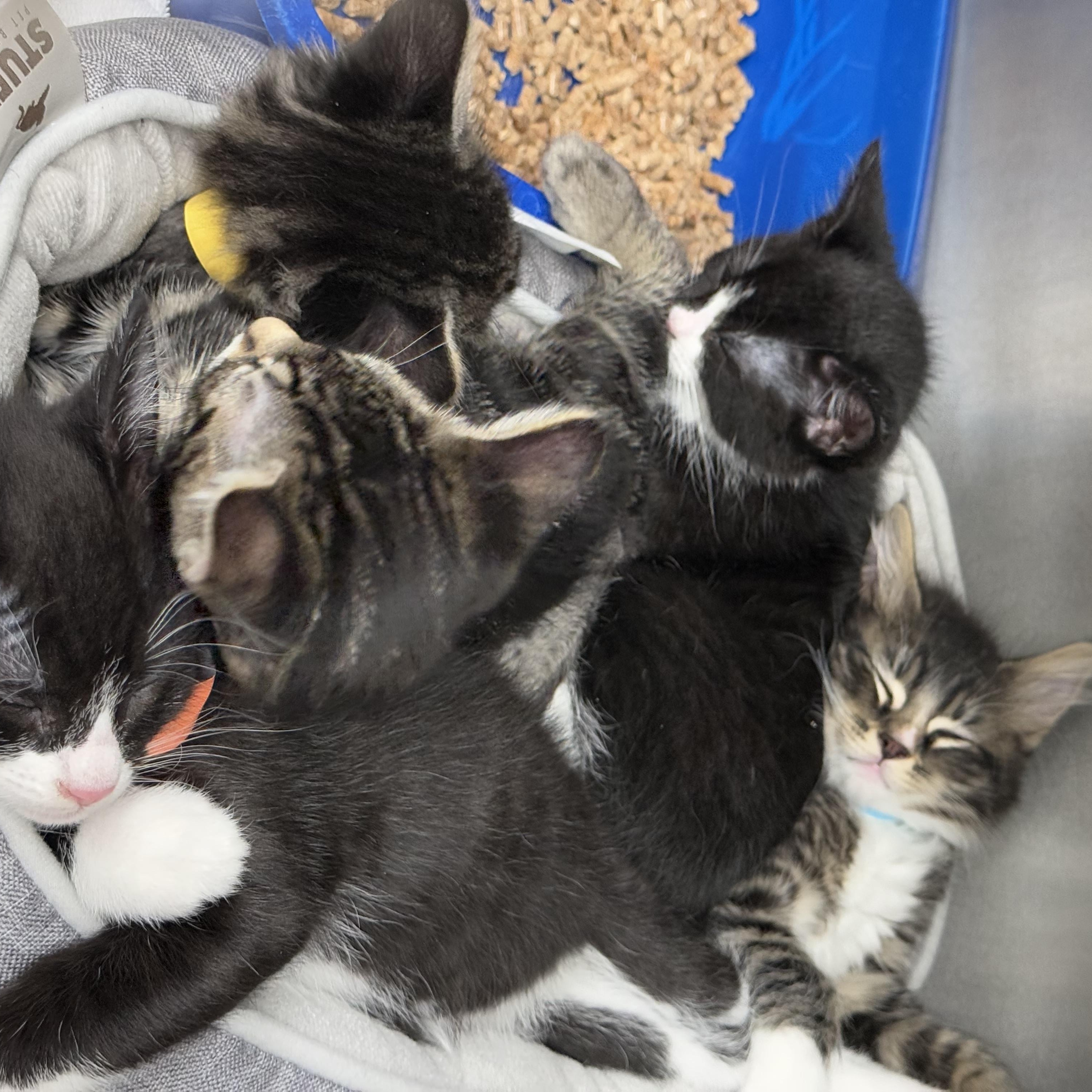 Enlarge Fable, an adopted Domestic Medium Hair in Kent, WA image 3/4