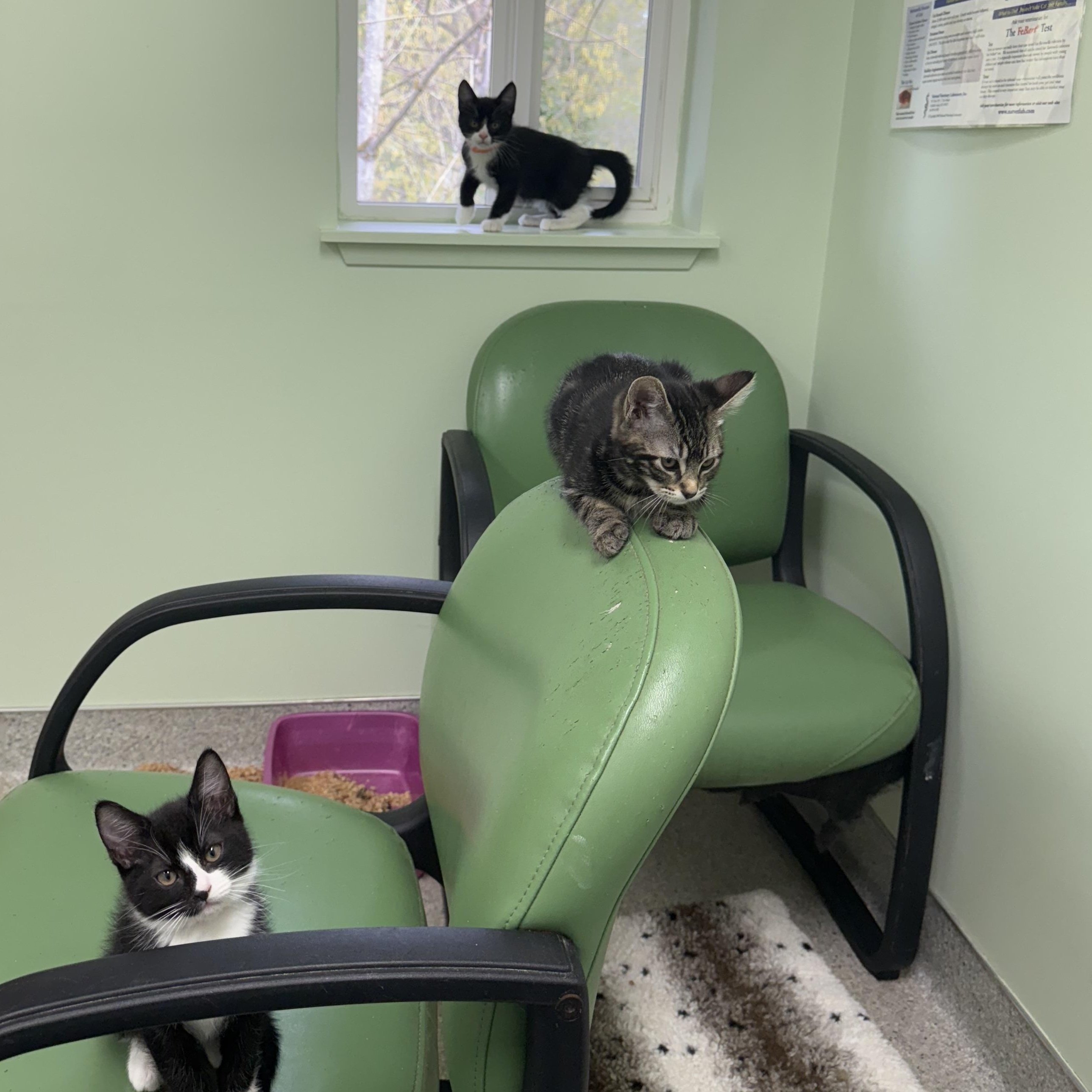 Enlarge Fable, an adopted Domestic Medium Hair in Kent, WA image 2/4