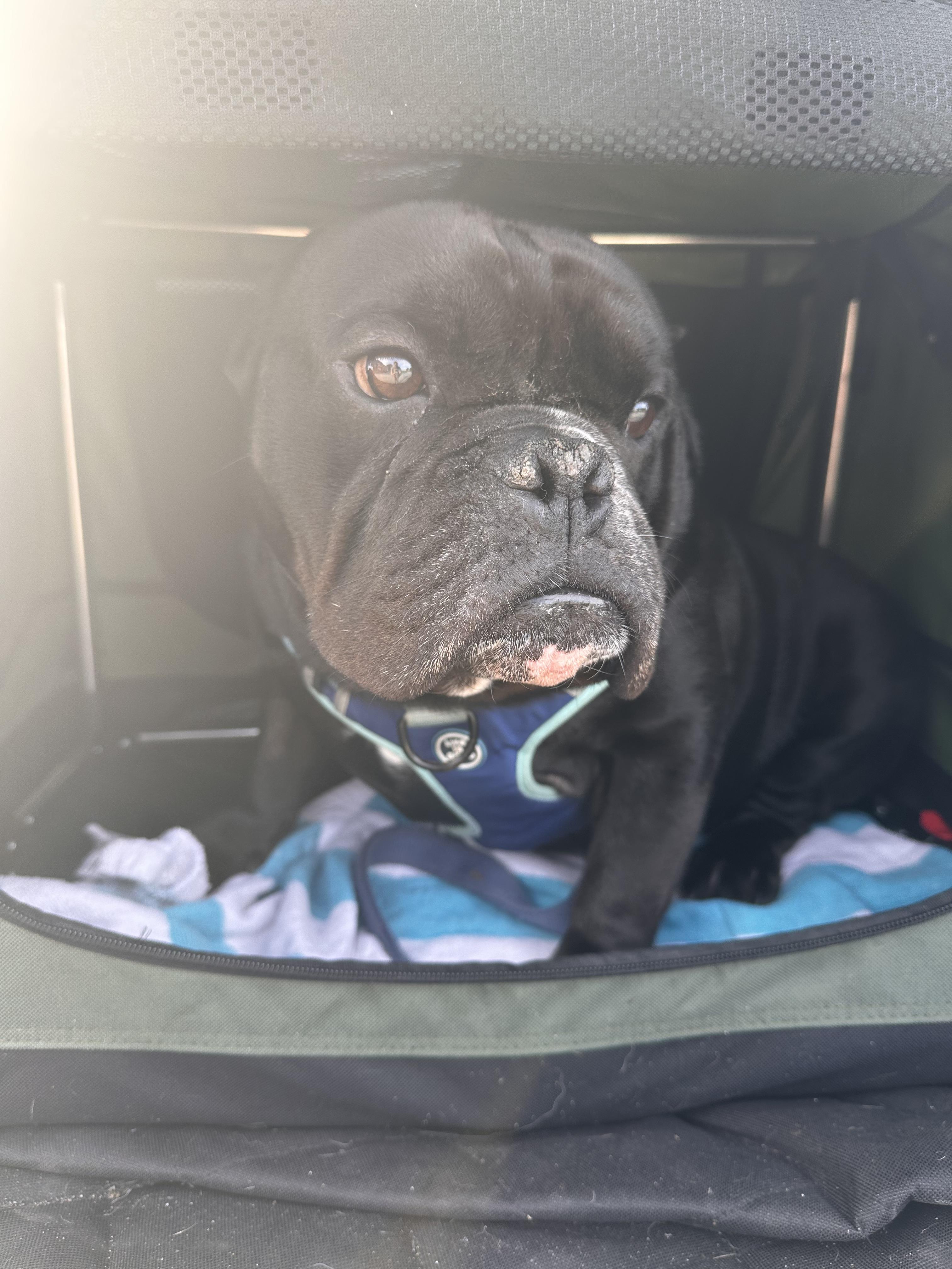 Megatron, Adoptable, Adult Male American Bully.