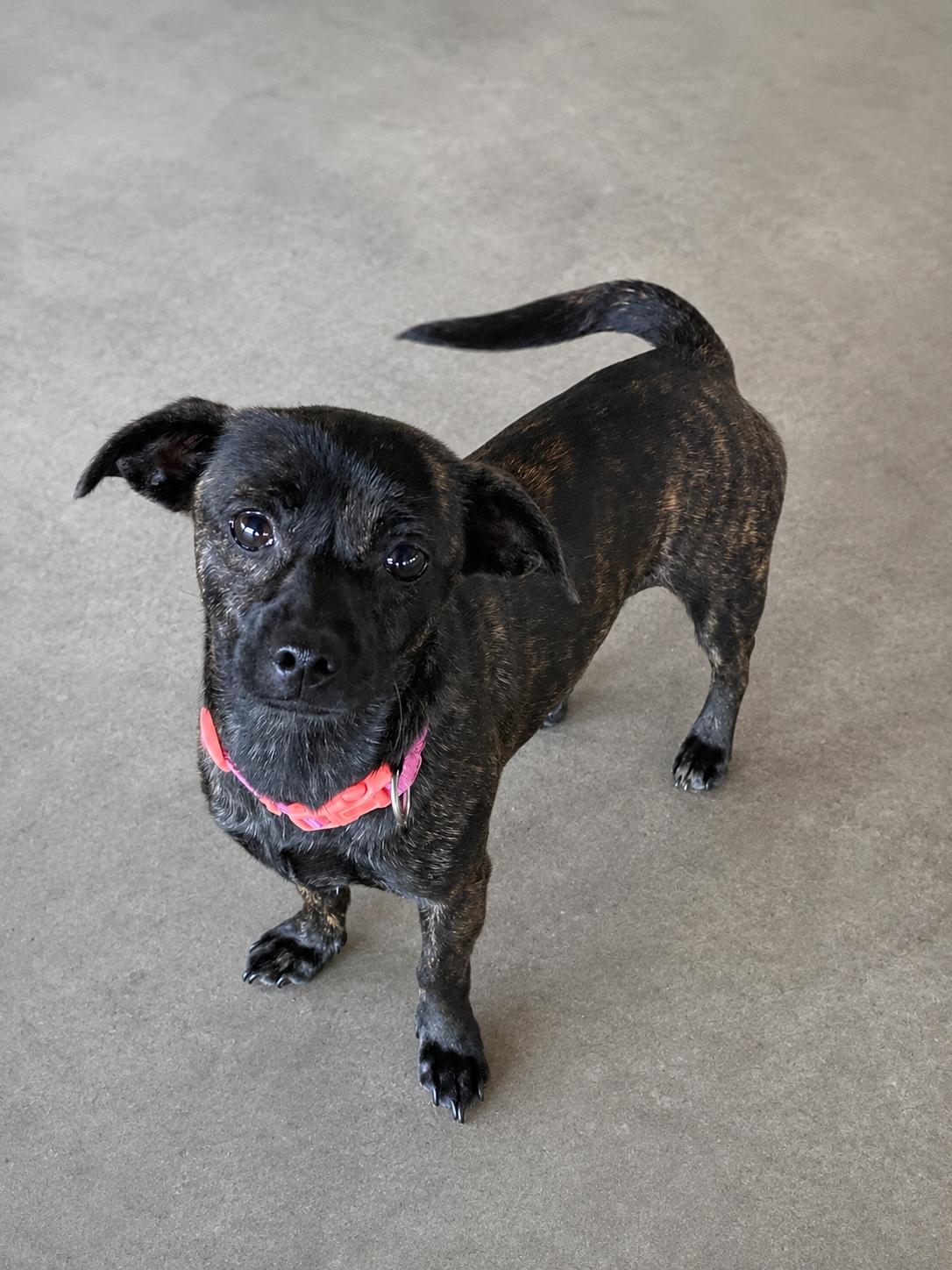 Enlarge Trixie, an adopted mixed breed in Lacon, IL image 1/1