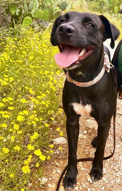 Carly, a Adoptable mixed breed in Austin, TX image 6/6