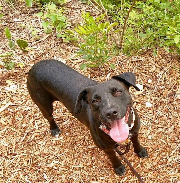 Carly, Adoptable, Adult Female Labrador Retriever.