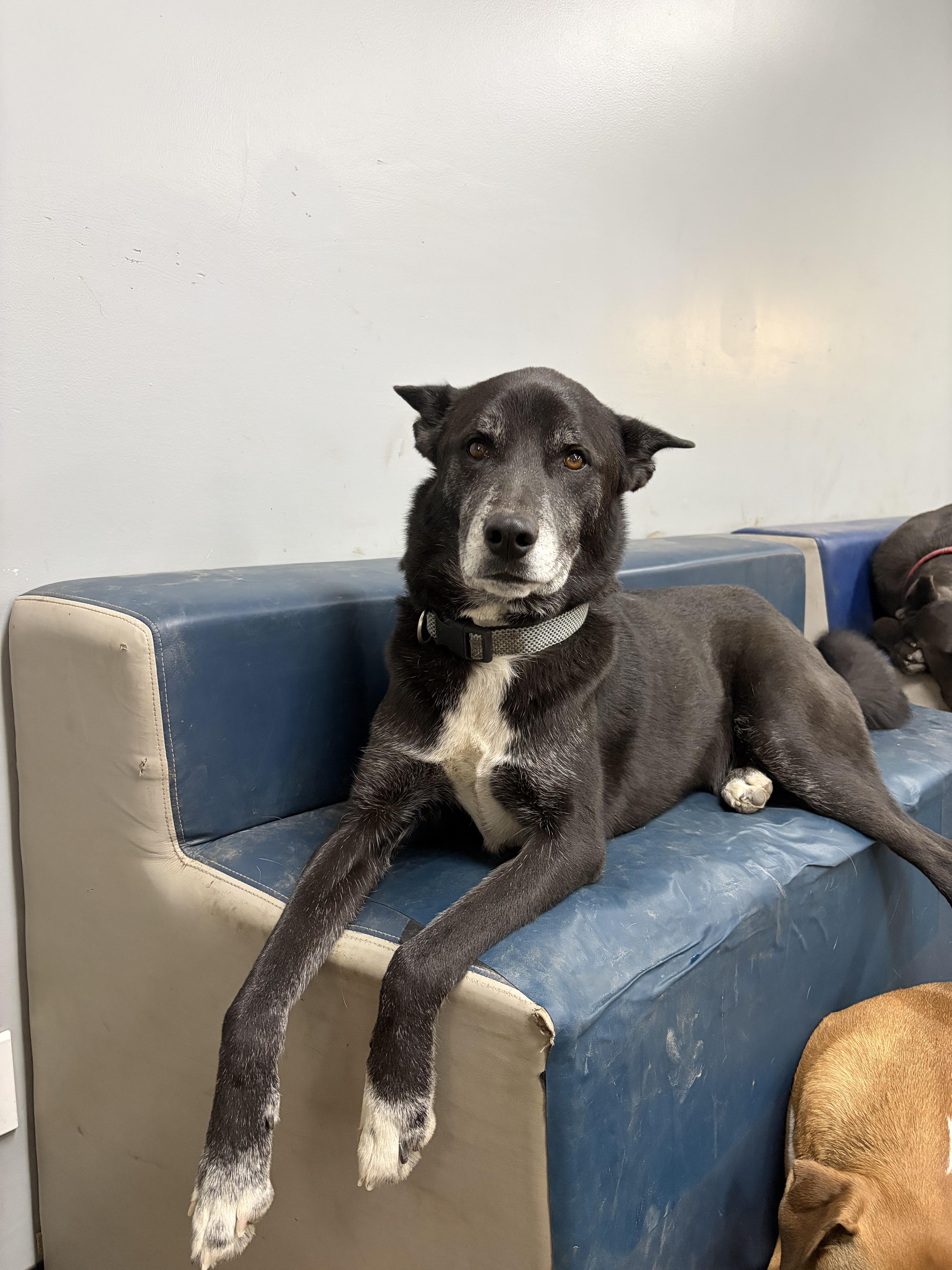 Enlarge Jack , a ADOPTABLE mixed breed in Marshall, MO image 1/2