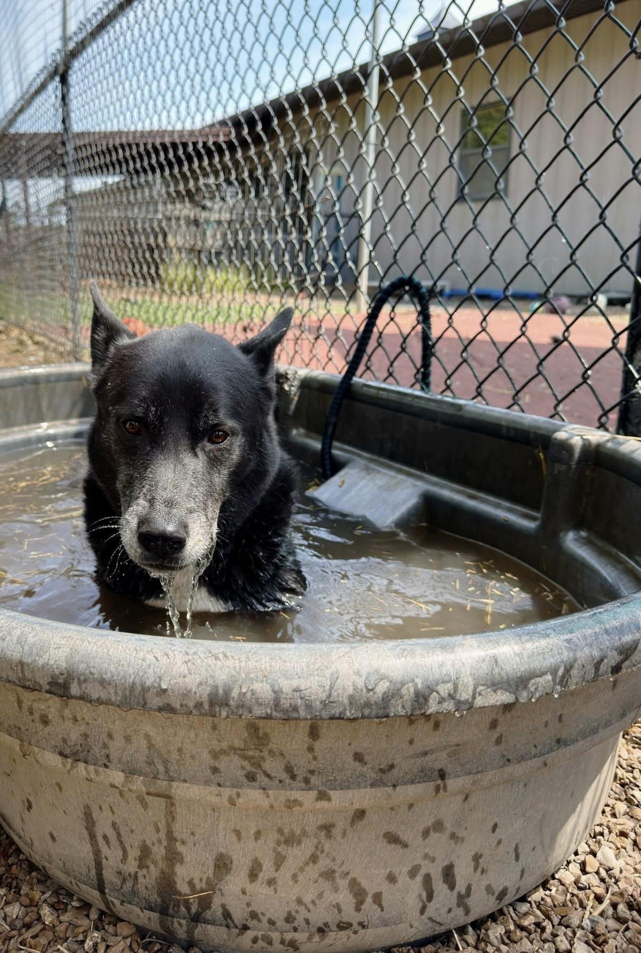 Enlarge Jack , a ADOPTABLE mixed breed in Marshall, MO image 2/2