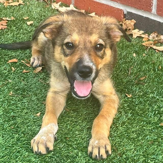JIMOTHY, Adoptable, Puppy Male Mixed Breed.