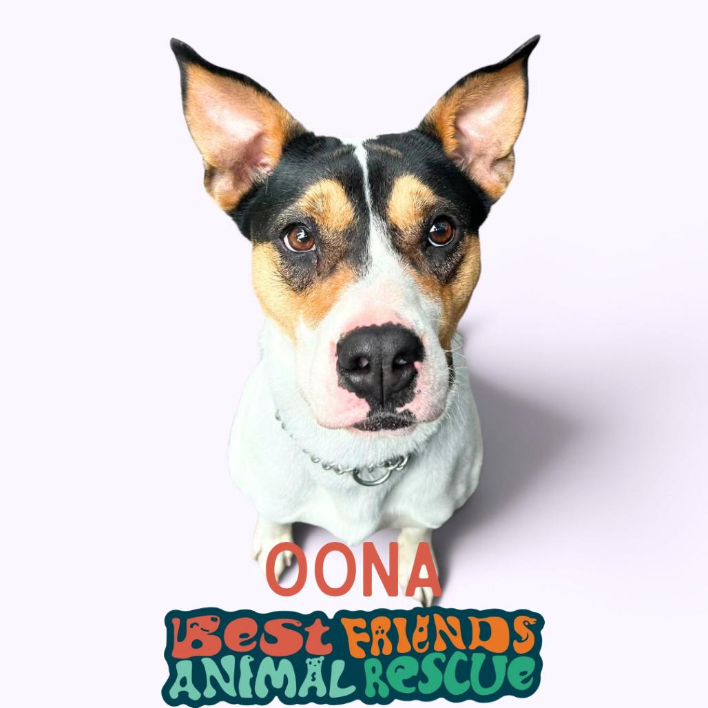 Oona, Adoptable, Adult Female Pit Bull Terrier & Shar-Pei.