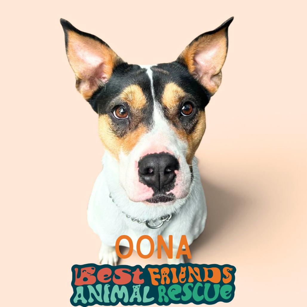 Oona, Adoptable, Adult Female Pit Bull Terrier & Shar-Pei.