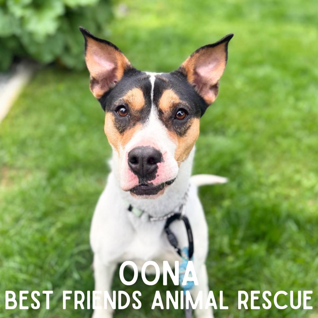 Oona, Adoptable, Adult Female Pit Bull Terrier & Shar-Pei.