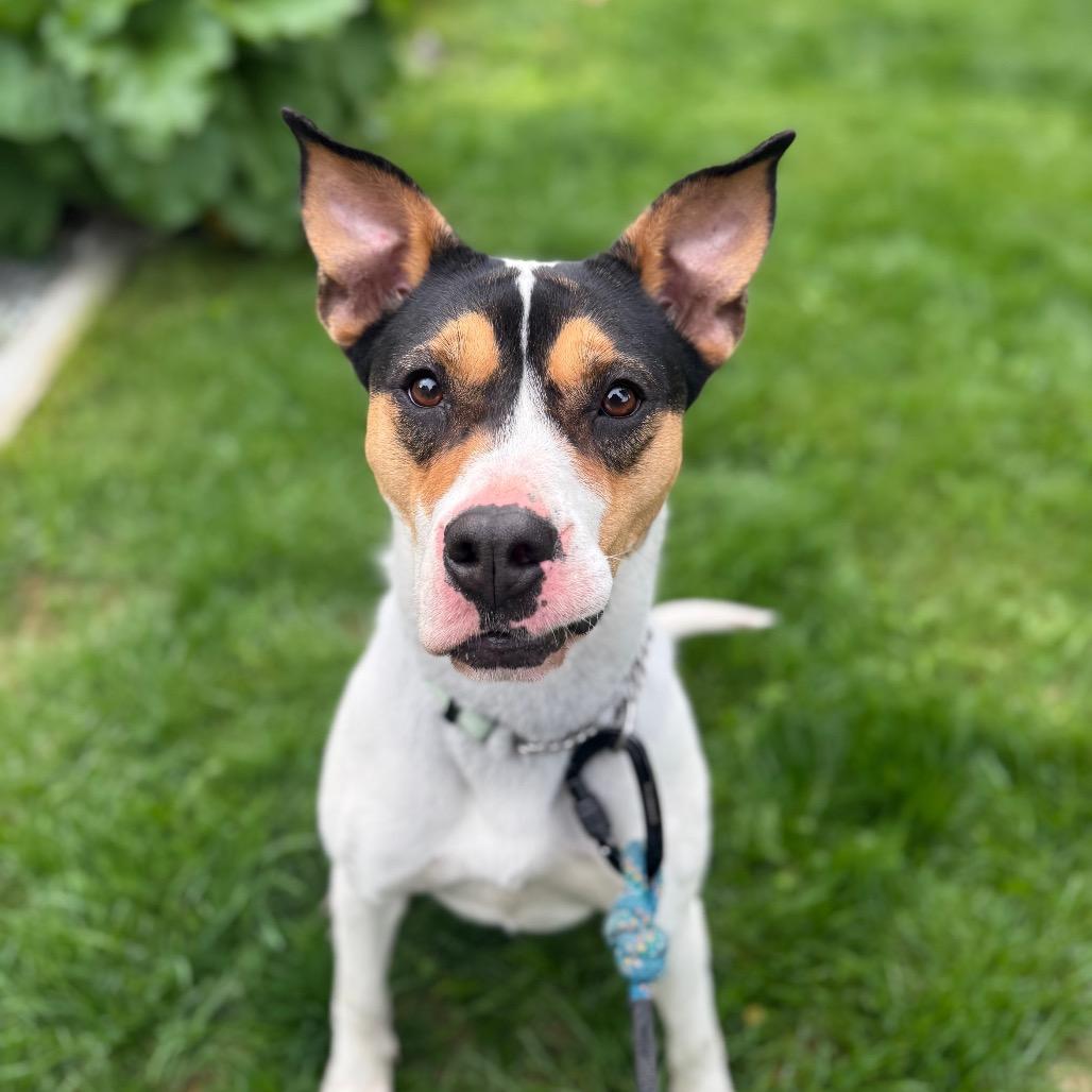 Oona, a Adoptable mixed breed in Wasilla, AK image 2/2