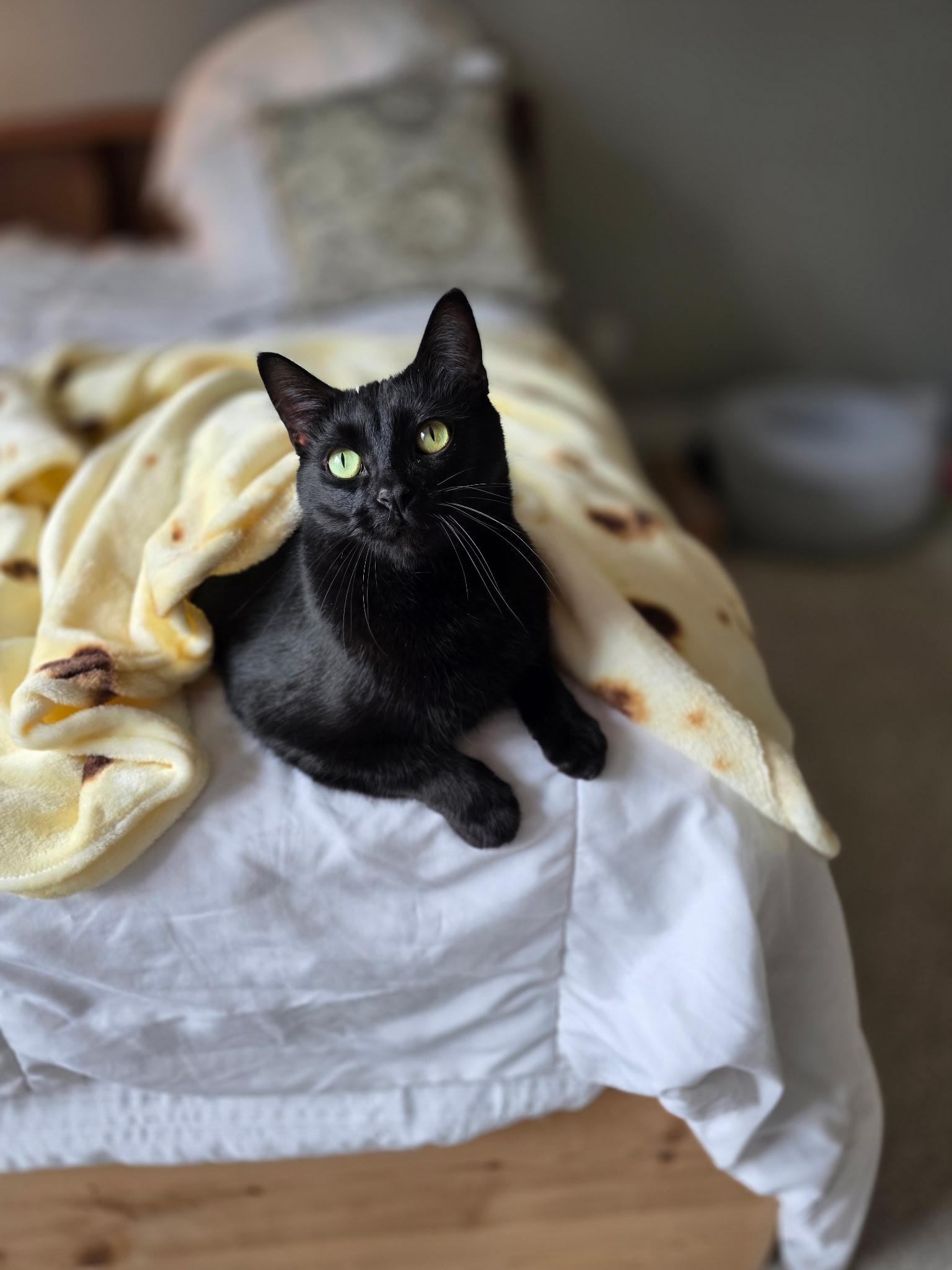 Queso, a ADOPTABLE Domestic Short Hair in Greensboro, NC image 3/6