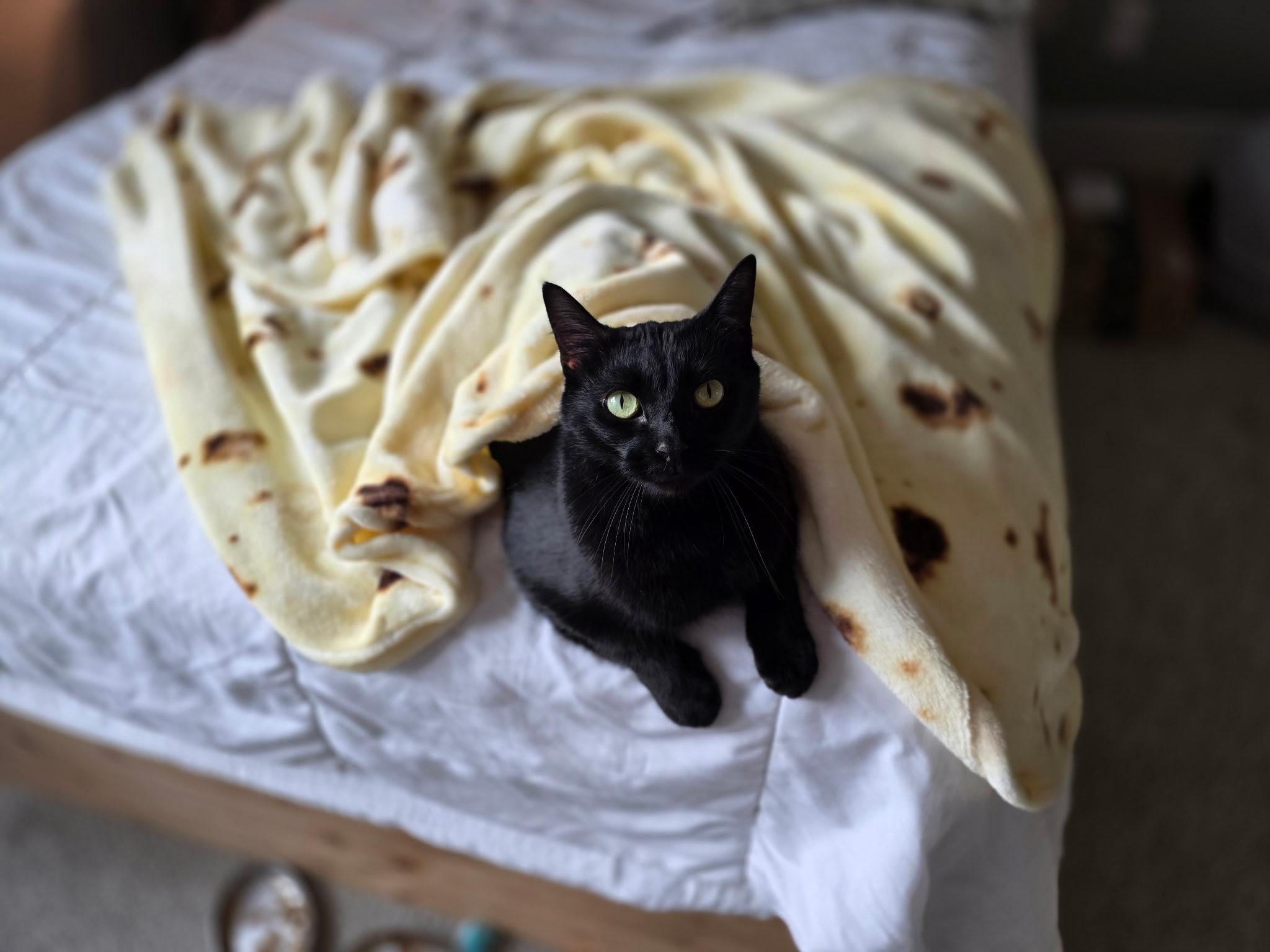 Queso, a ADOPTABLE Domestic Short Hair in Greensboro, NC image 5/6