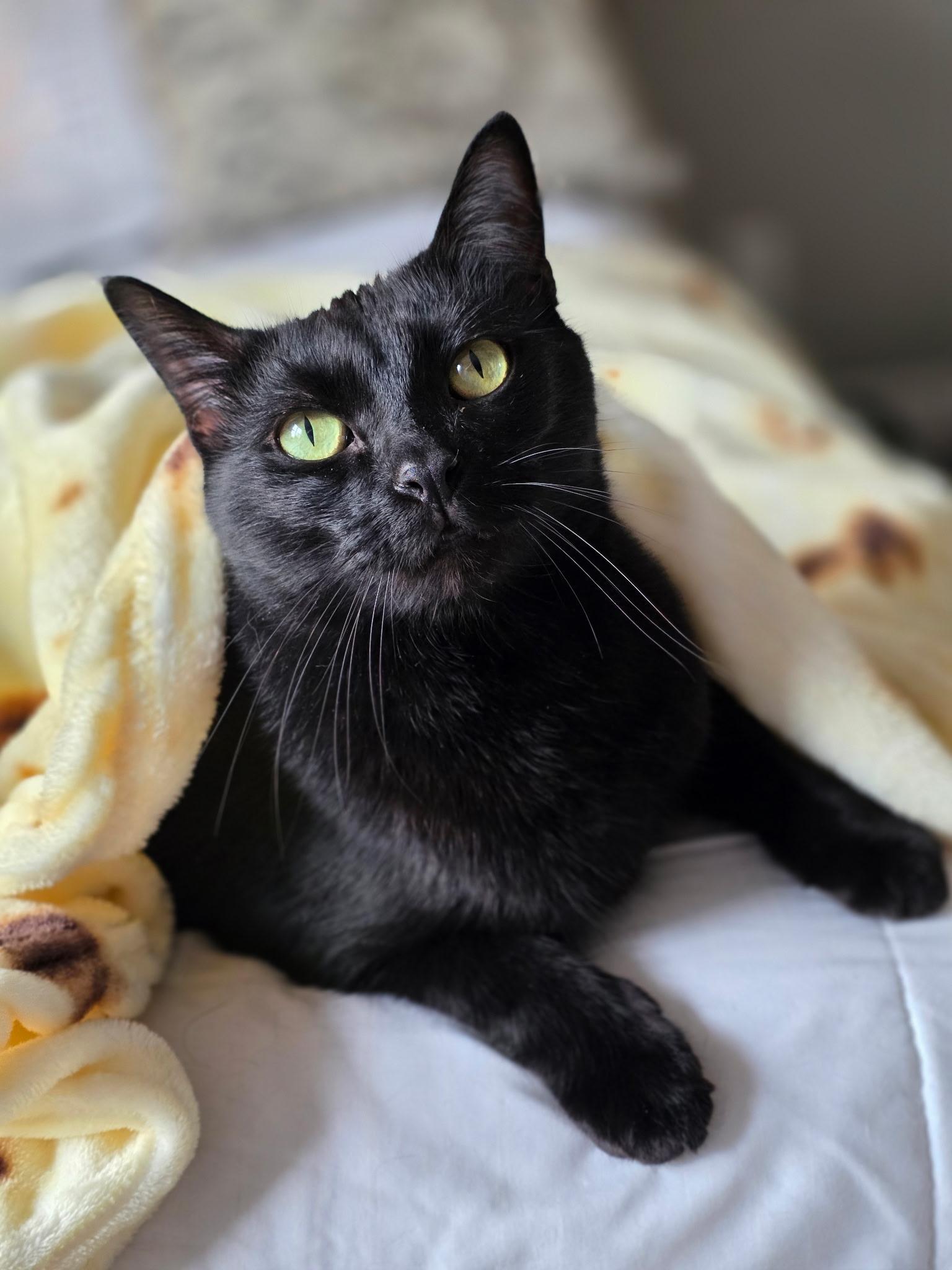 Queso, a ADOPTABLE Domestic Short Hair in Greensboro, NC image 1/6