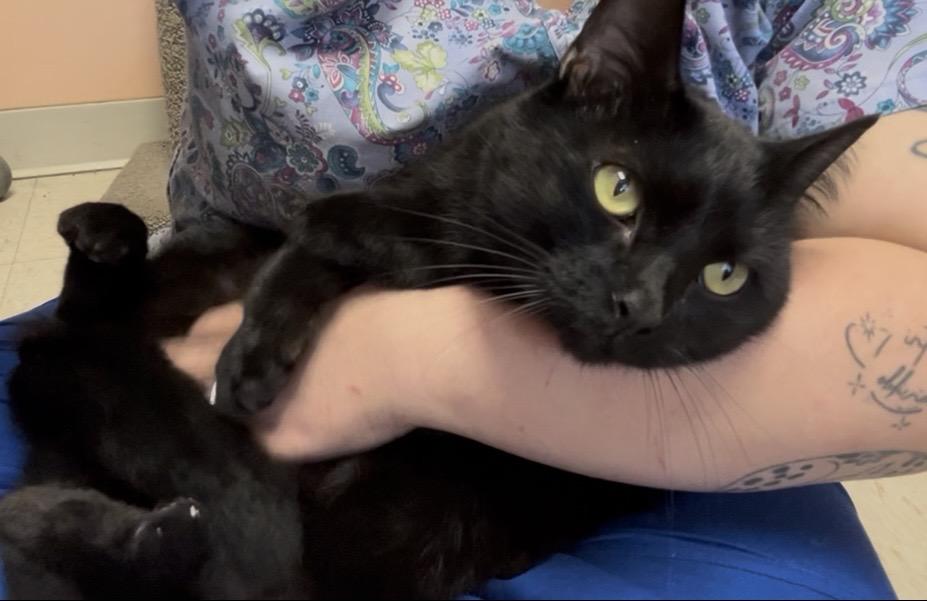 Queso, a ADOPTABLE Domestic Short Hair in Greensboro, NC image 2/6