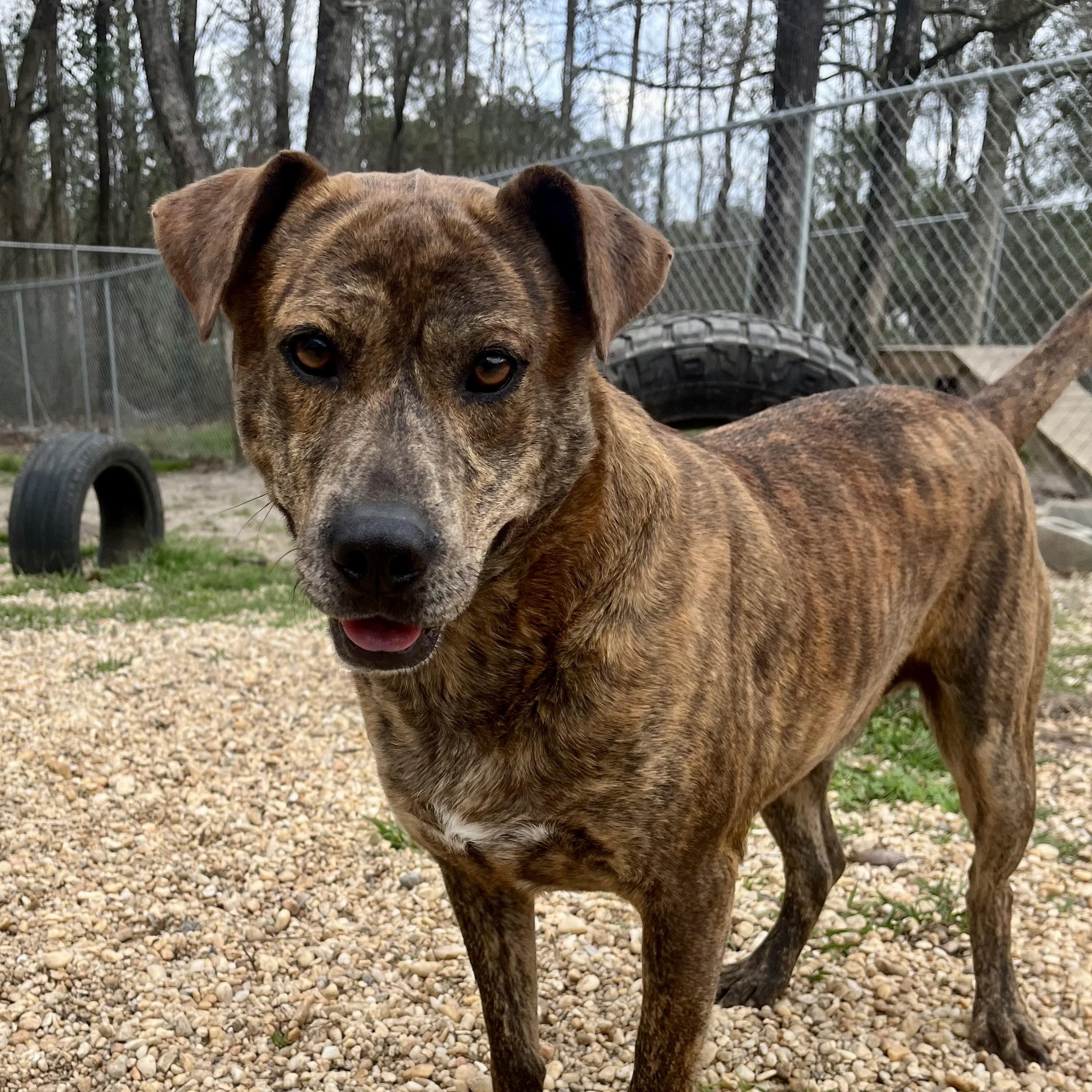 Enlarge Curly, a Adoptable mixed breed in Brewton, AL image 1/5