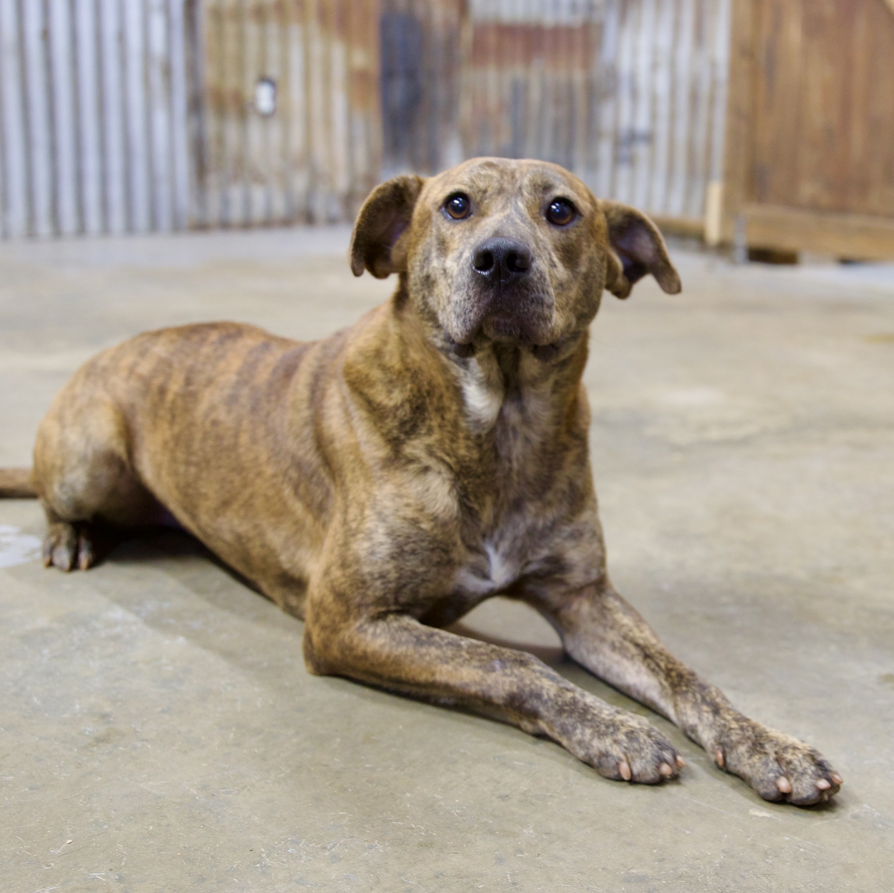 Curly, a Adoptable mixed breed image 2/4
