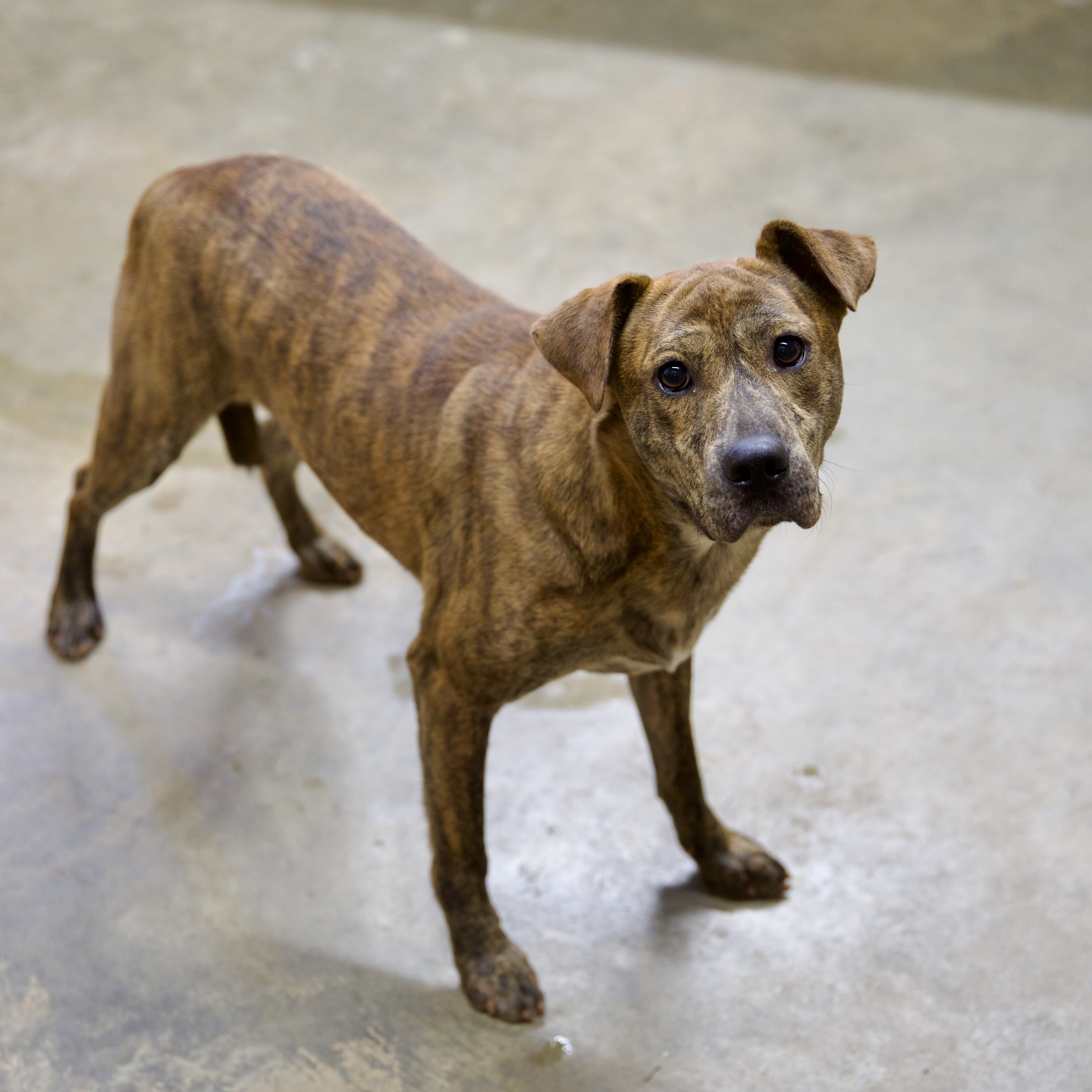 Curly, a Adoptable mixed breed image 3/4