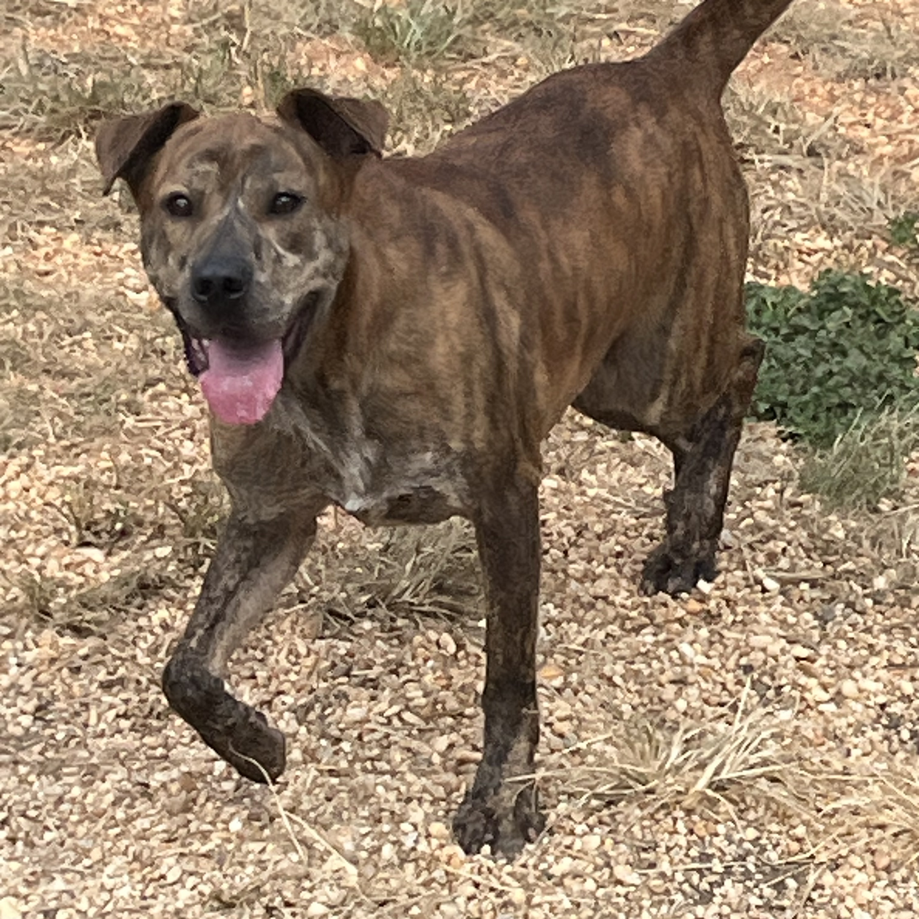 Curly, a Adoptable mixed breed image 1/4