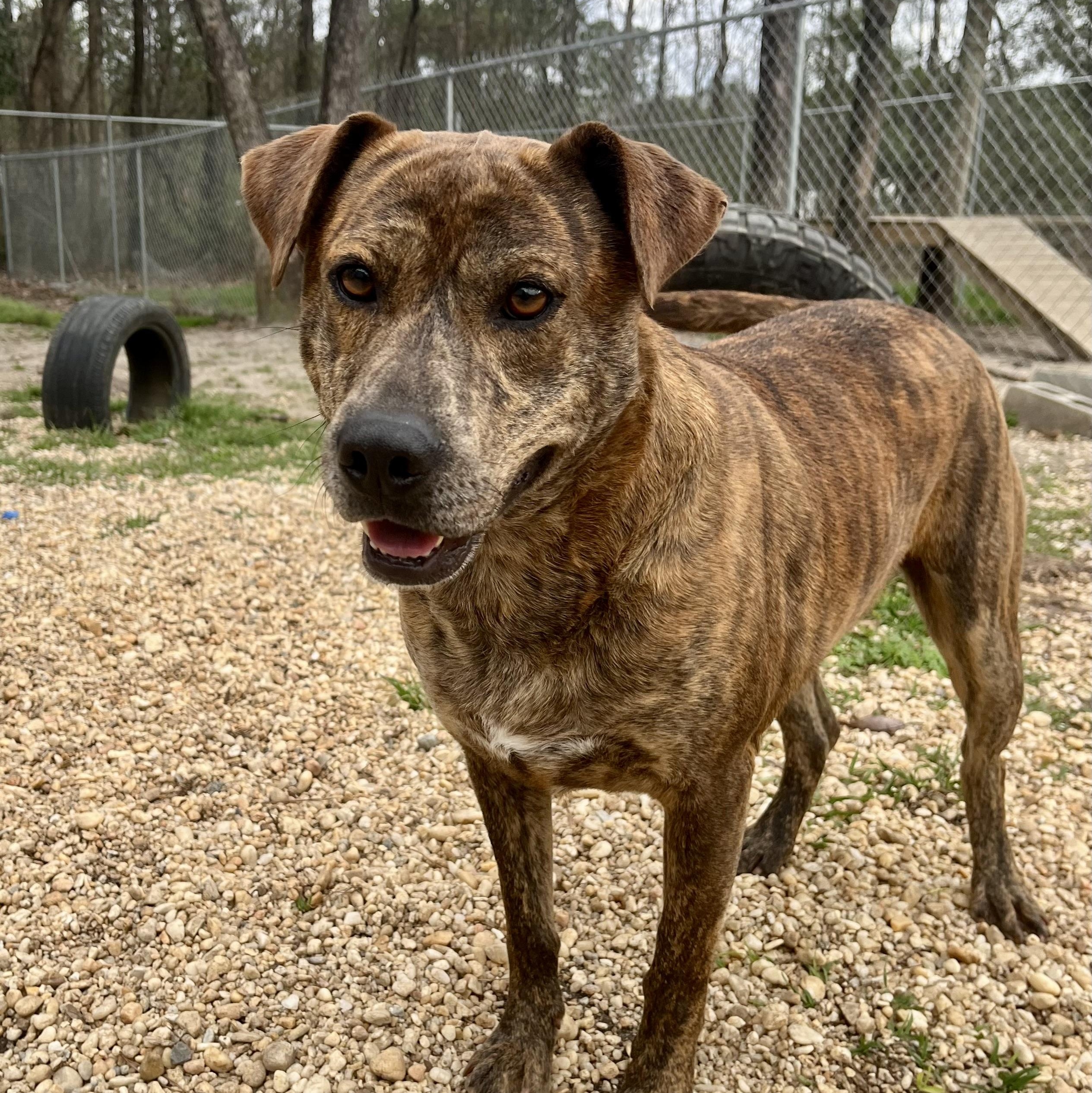 Enlarge Curly, a Adoptable mixed breed in Brewton, AL image 5/5