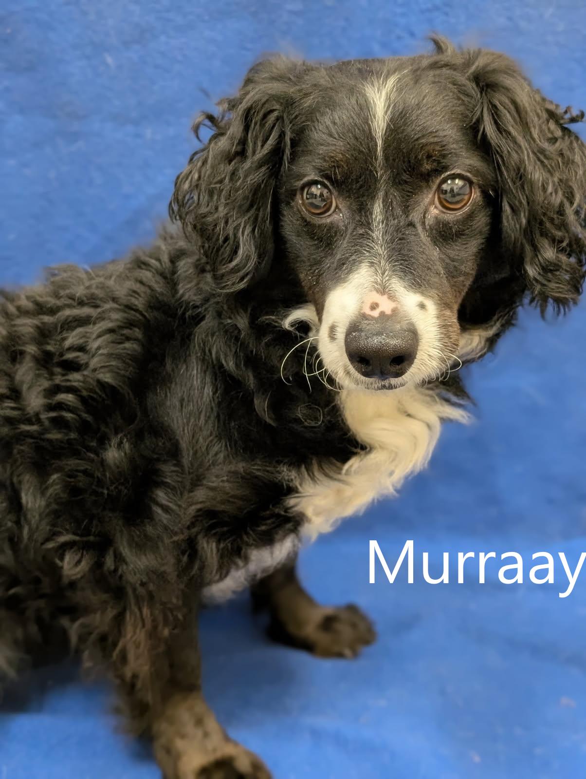 Enlarge Murraay, an adopted mixed breed in Mount Vernon, OH image 1/1