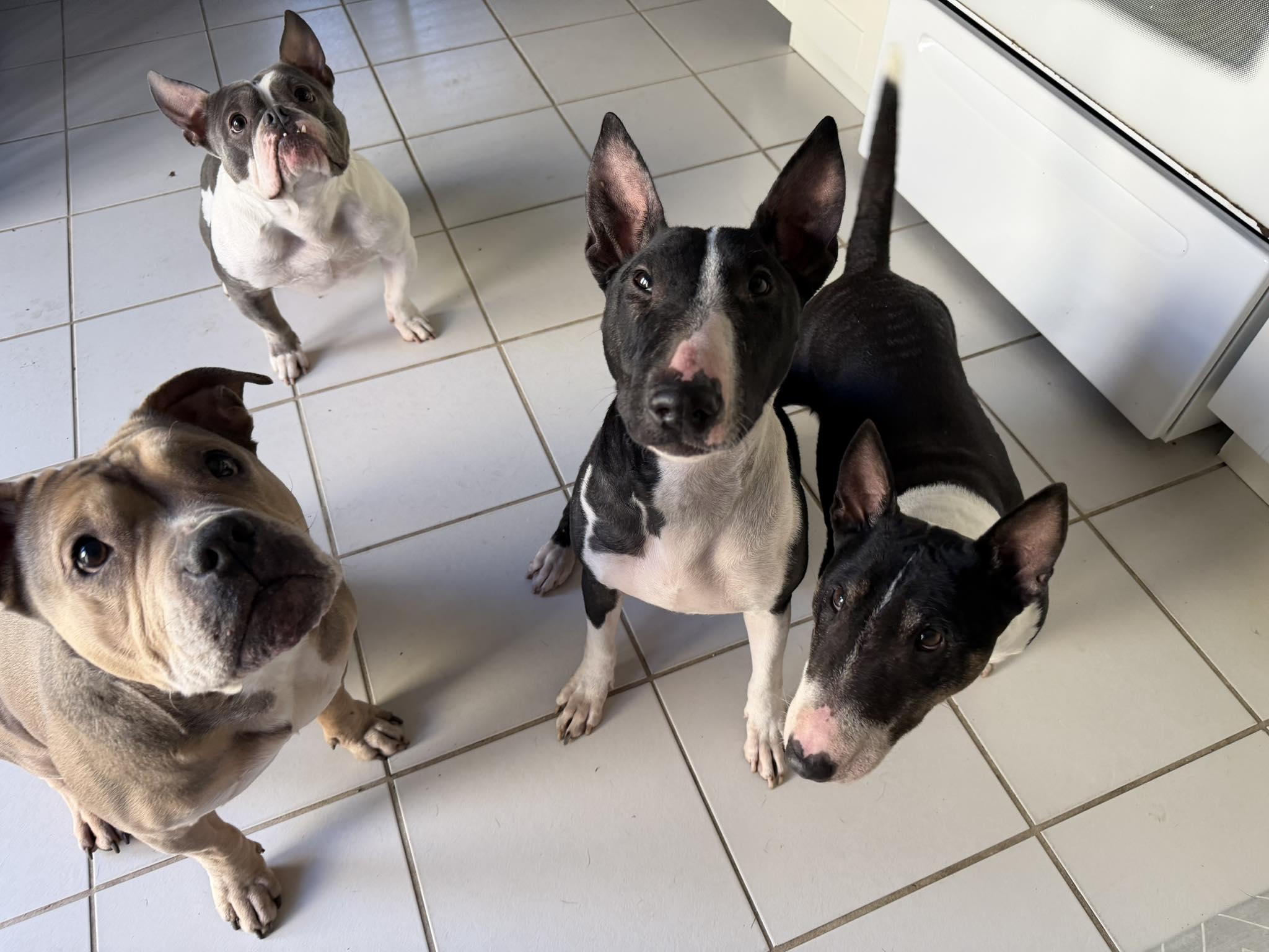 Enlarge Quinn, a ADOPTABLE Bull Terrier in New Port Richey, FL image 3/6