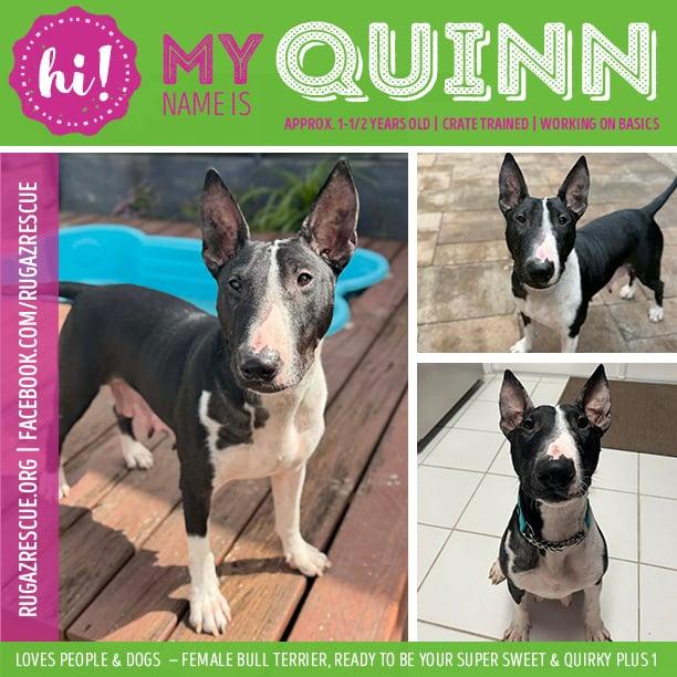 Quinn, ADOPTABLE, Adult Female Bull Terrier.