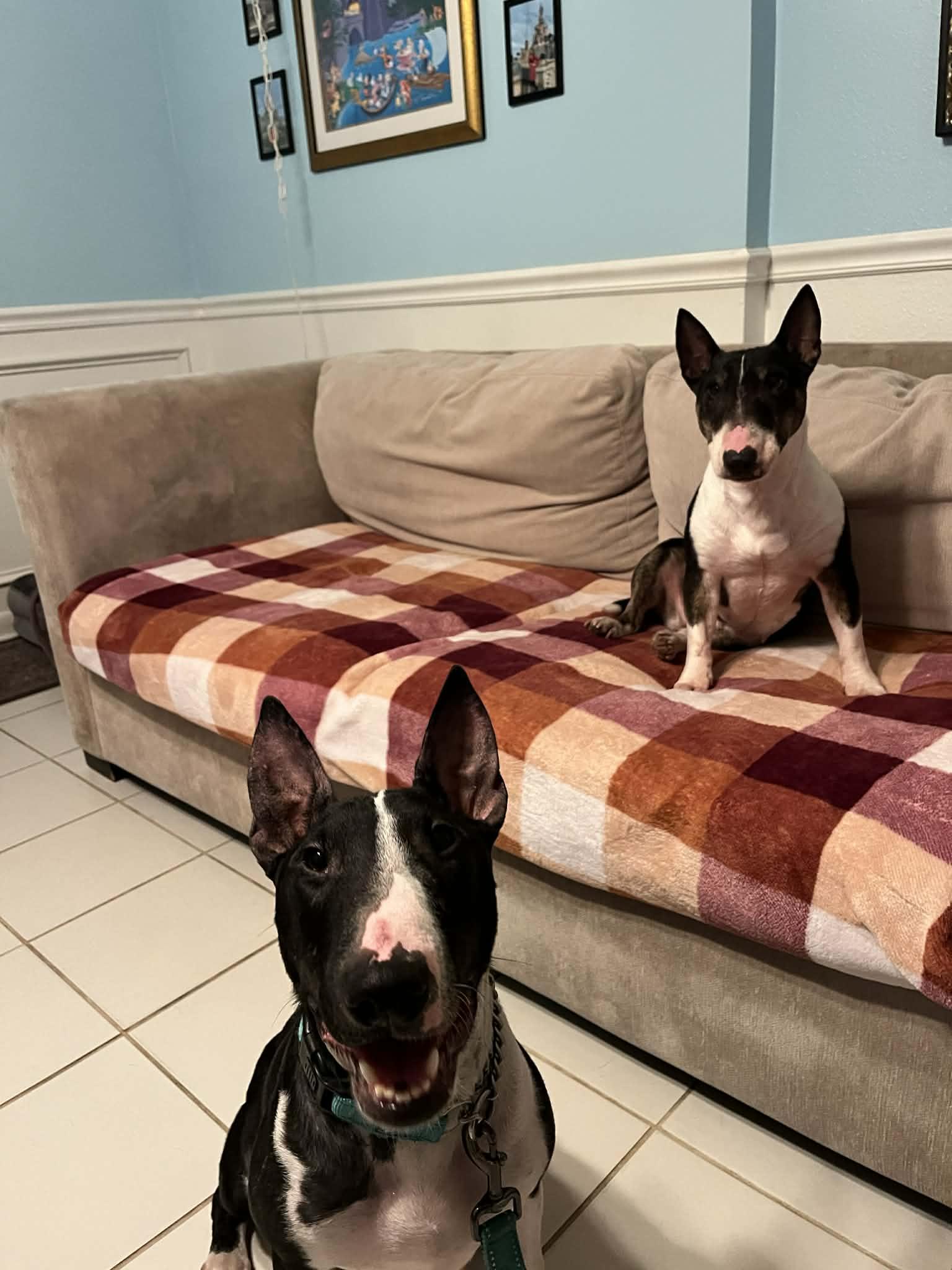 Enlarge Quinn, a ADOPTABLE Bull Terrier in New Port Richey, FL image 5/6