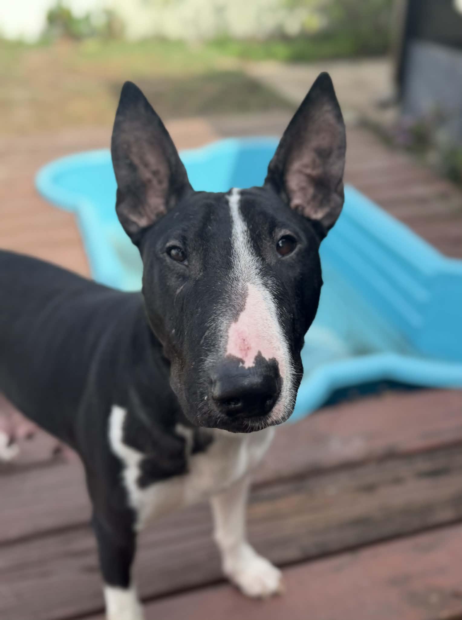 Enlarge Quinn, a ADOPTABLE Bull Terrier in New Port Richey, FL image 6/6