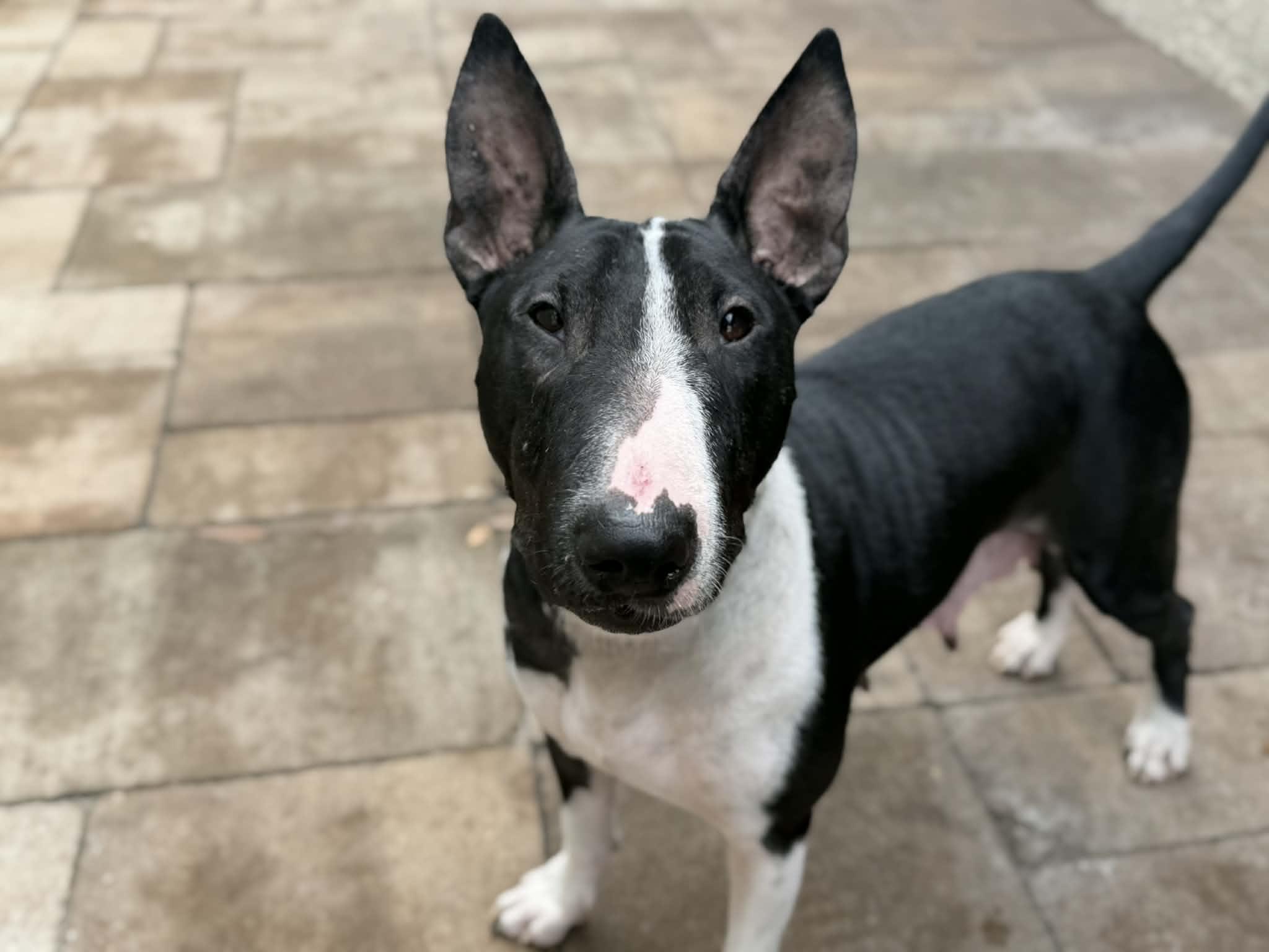 Enlarge Quinn, a ADOPTABLE Bull Terrier in New Port Richey, FL image 4/6