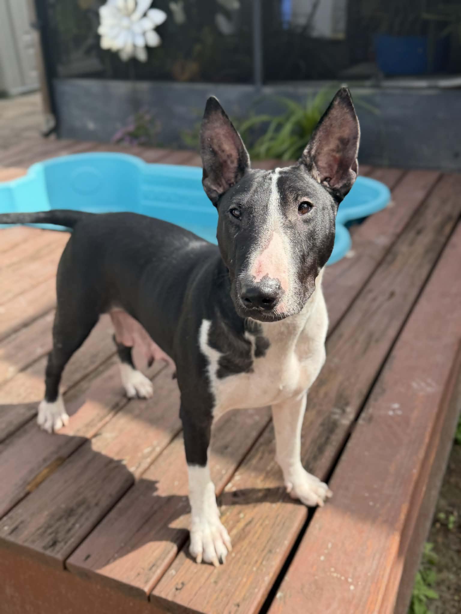 Enlarge Quinn, a ADOPTABLE Bull Terrier in New Port Richey, FL image 2/6