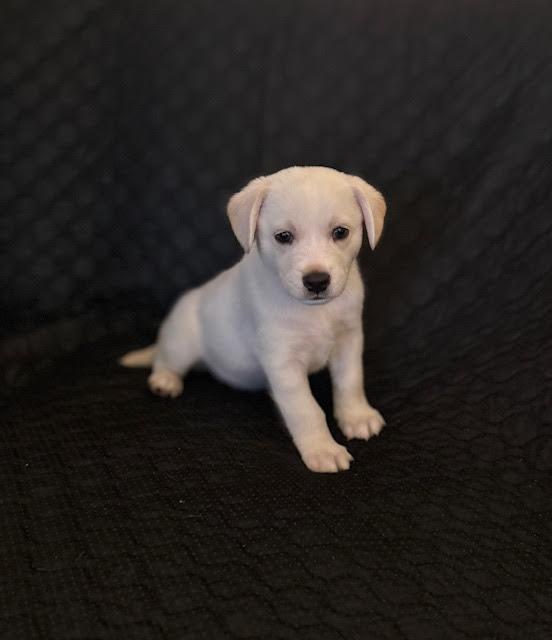 NITRO