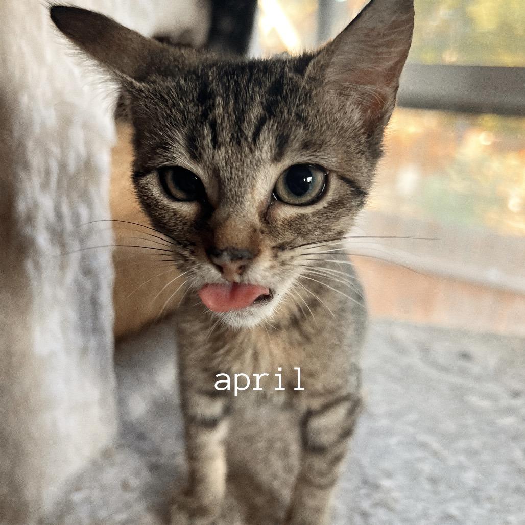 Enlarge APRIL, a Adoptable Domestic Short Hair in San Antonio, TX image 1/3