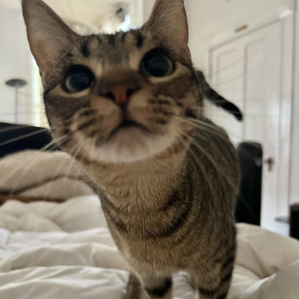 Enlarge APRIL, a Adoptable Domestic Short Hair in San Antonio, TX image 2/5