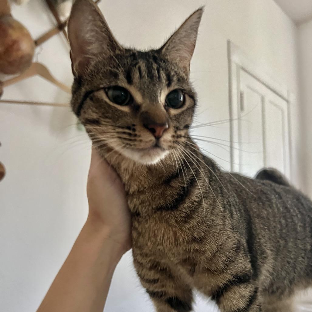 Enlarge APRIL, a Adoptable Domestic Short Hair in San Antonio, TX image 4/5