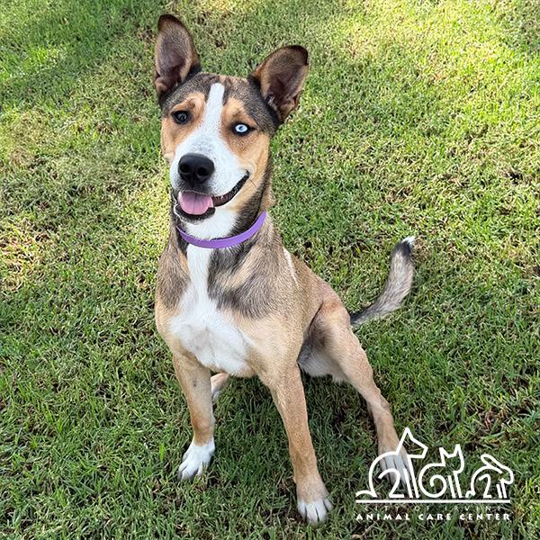 ELLIE, Adoptable, Young Female Catahoula Leopard Dog & Mixed Breed.