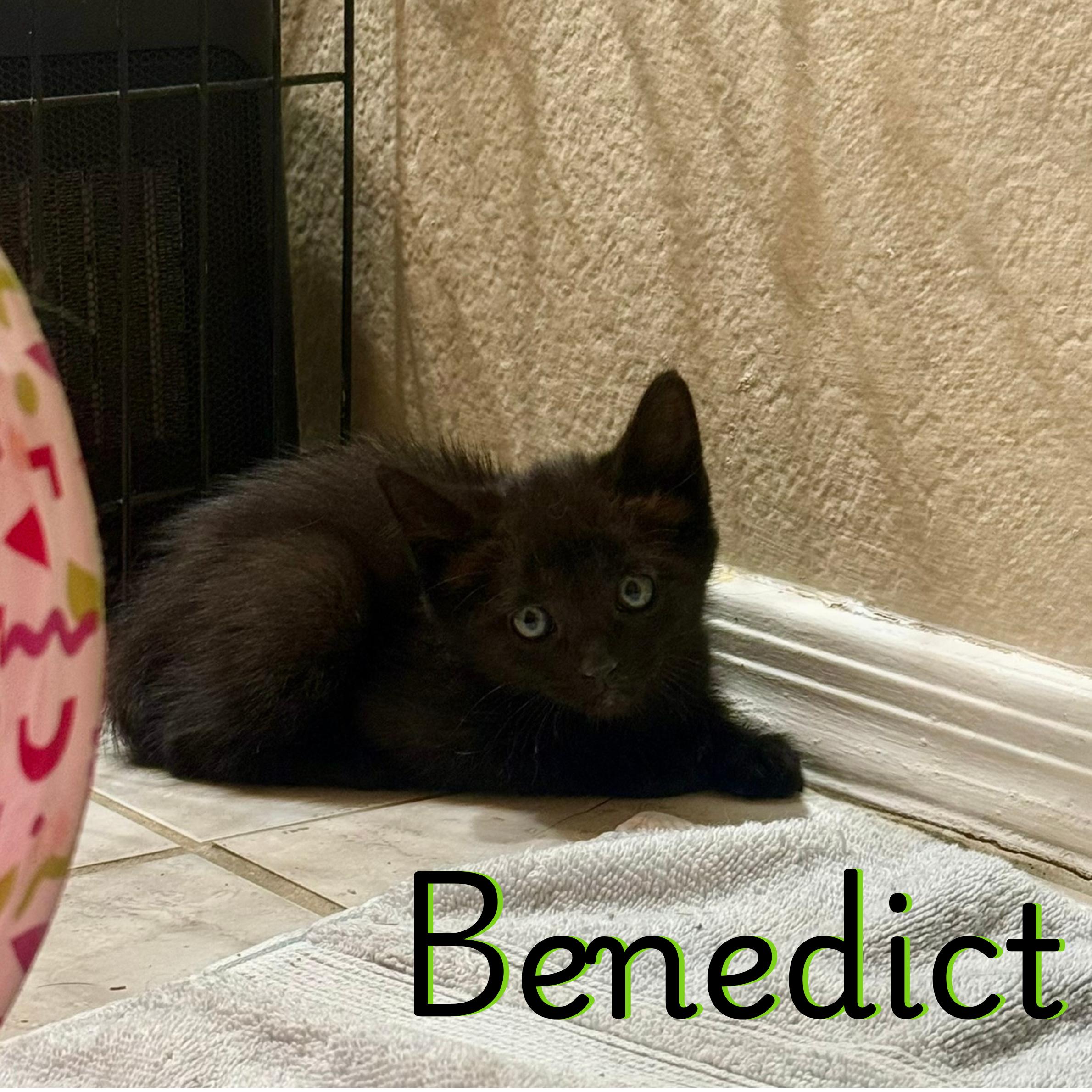 Benedict, Adoptable, Kitten Male American Shorthair.