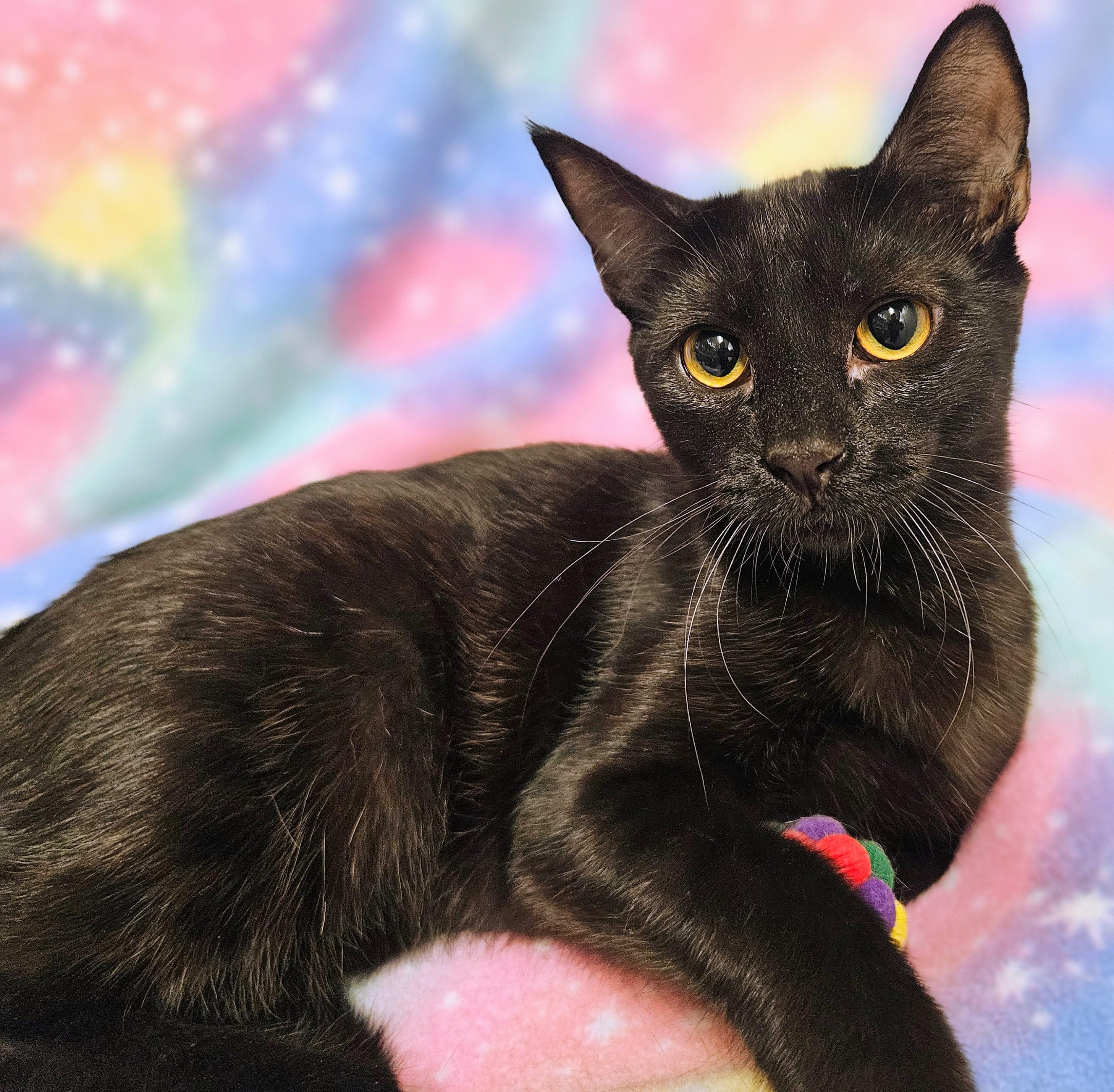 Enlarge Daisy - Rancho Cucamonga PetSmart, a Adoptable Domestic Short Hair in Rancho Cucamonga, CA image 3/3