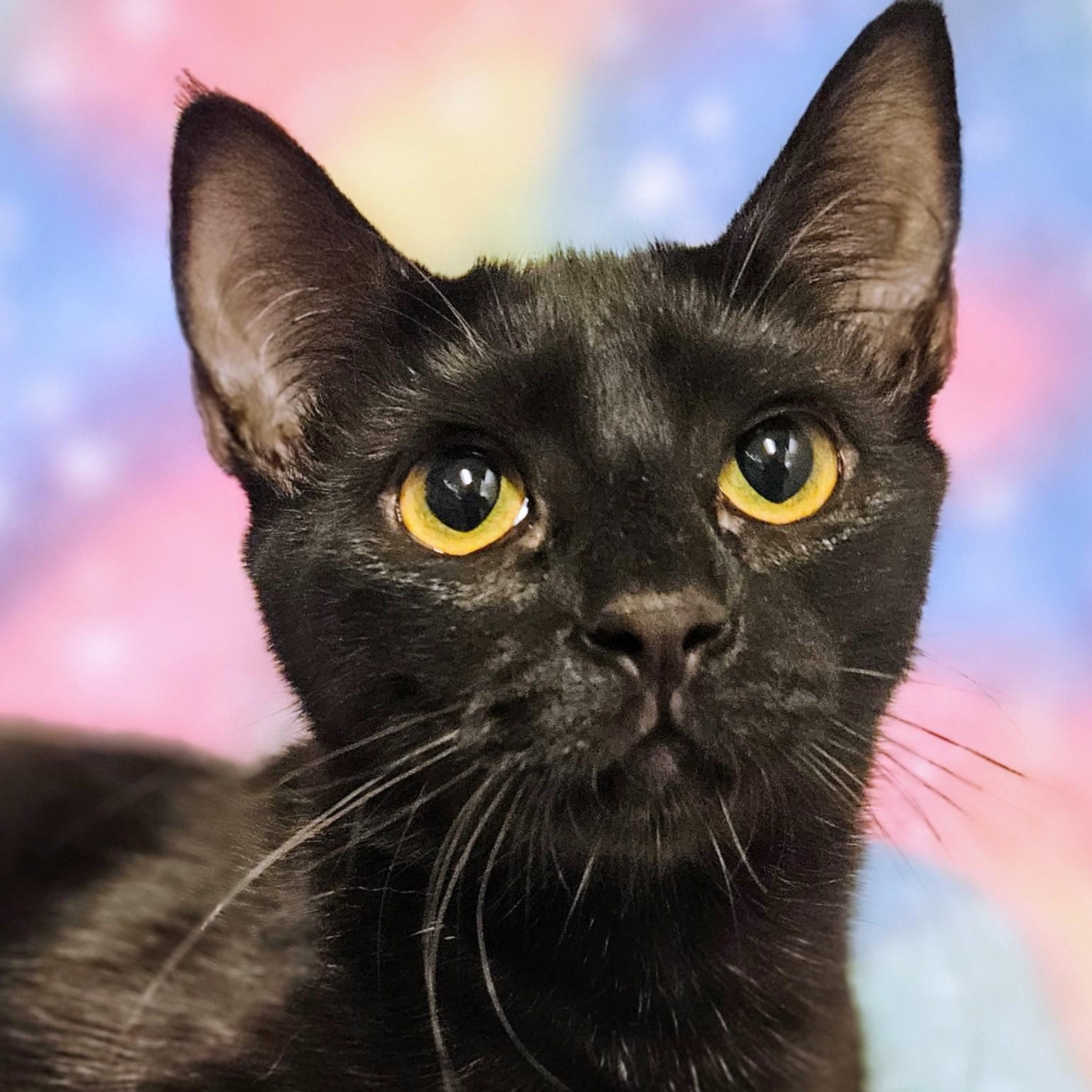 Daisy - Rancho Cucamonga PetSmart, Adoptable, Kitten Female Domestic Short Hair.