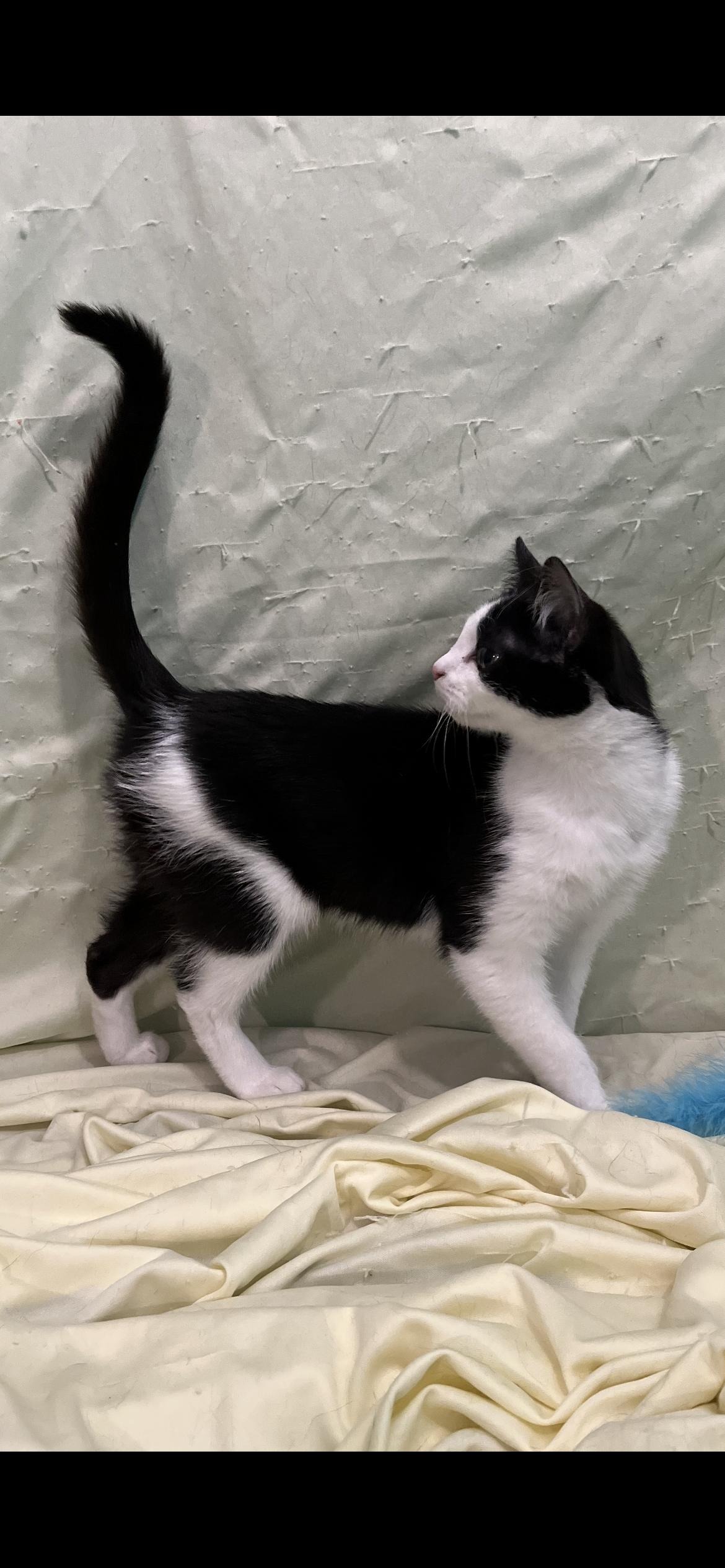 Enlarge Fable, an adopted Domestic Short Hair in Connelly Springs, NC image 2/5