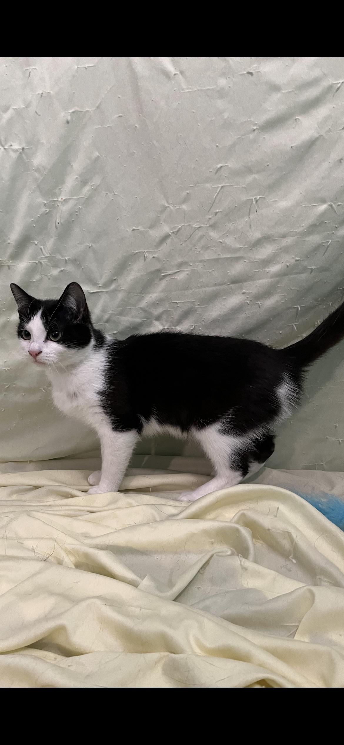 Enlarge Fable, an adopted Domestic Short Hair in Connelly Springs, NC image 3/5