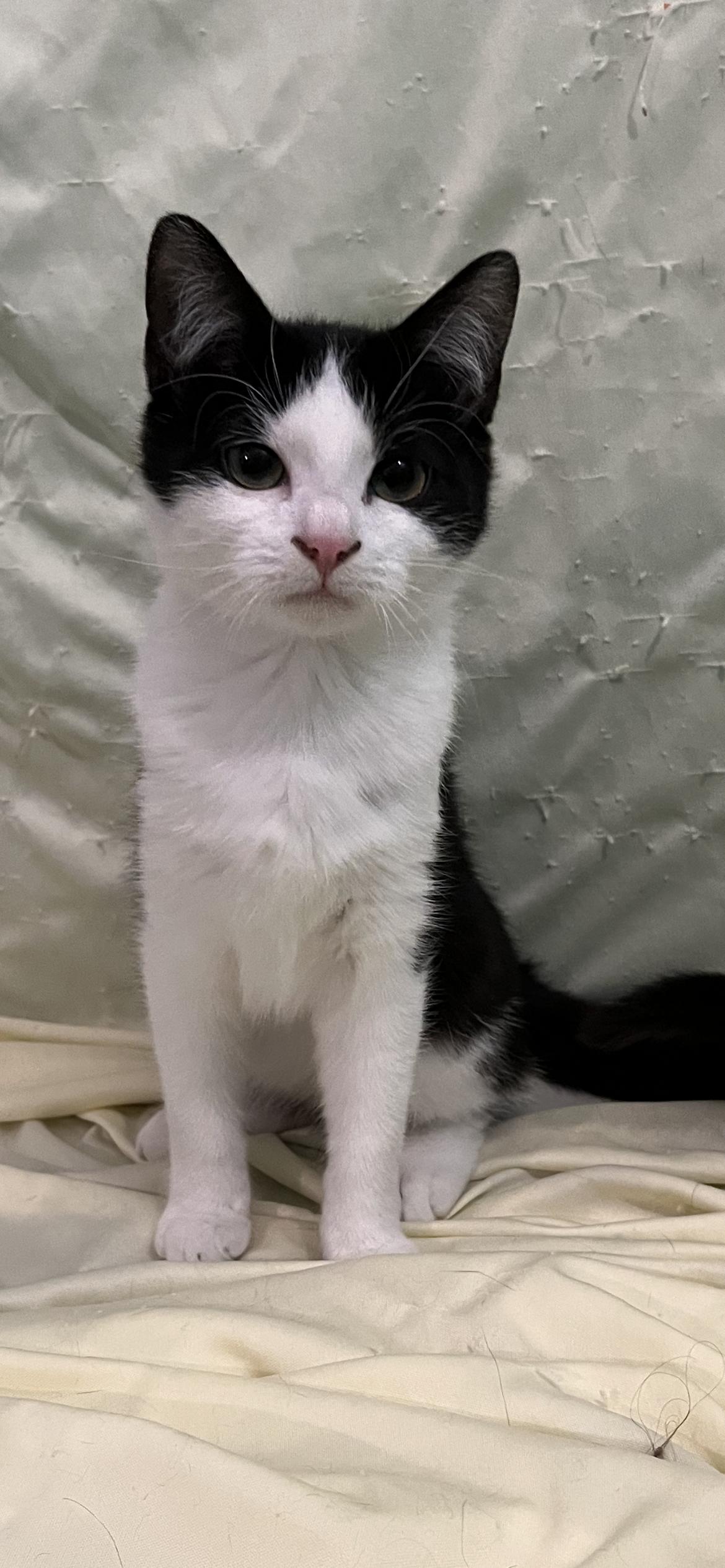 Enlarge Fable, an adopted Domestic Short Hair in Connelly Springs, NC image 5/5