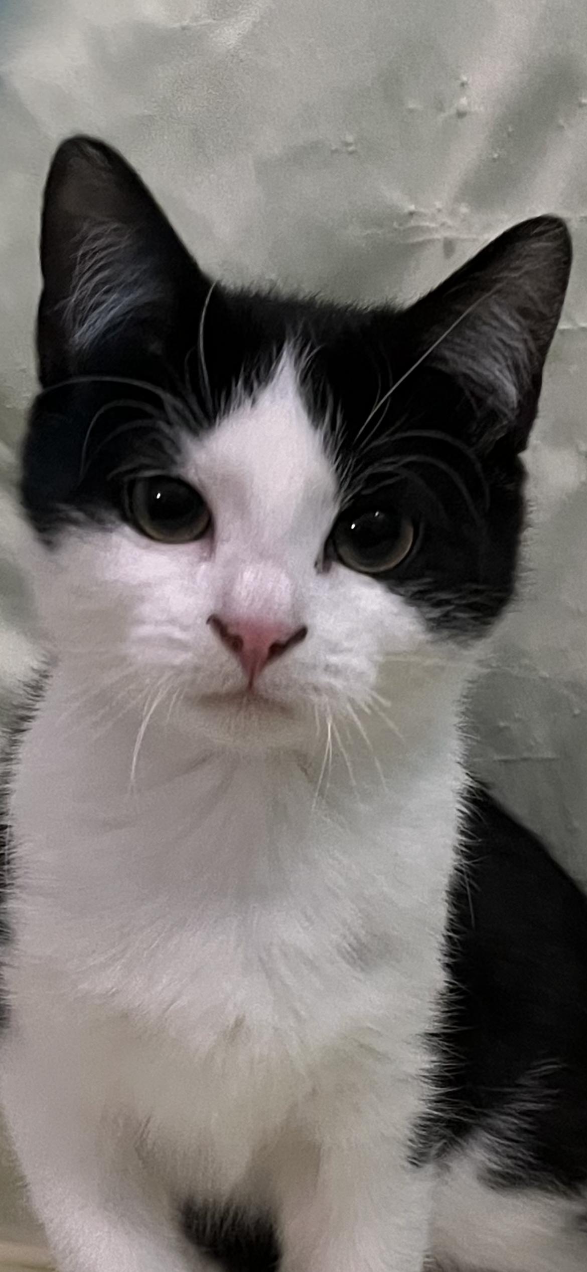 Fable, adopted, Kitten Female Domestic Short Hair.