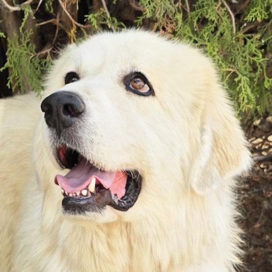 Enlarge Beautiful Ms Butters de Golden Pyr - Bonded Pair, a Adoptable mixed breed in Albuquerque, NM image 1/4