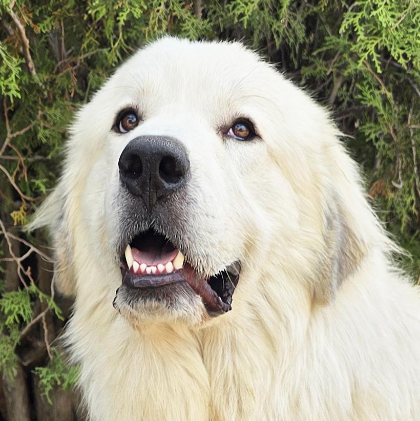 Enlarge Beautiful Ms Butters de Golden Pyr - Bonded Pair, a Adoptable mixed breed in Albuquerque, NM image 3/4
