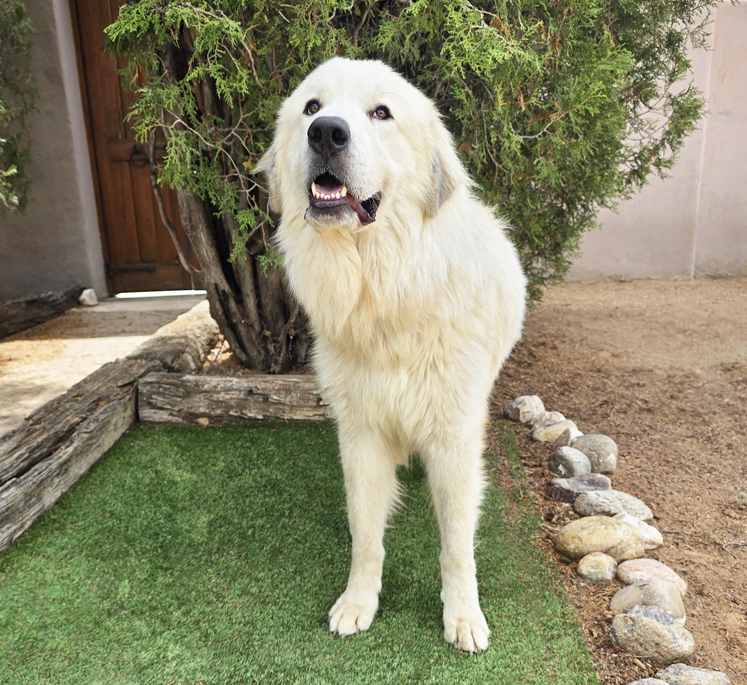 Enlarge Beautiful Ms Butters de Golden Pyr - Bonded Pair, a Adoptable mixed breed in Albuquerque, NM image 4/4