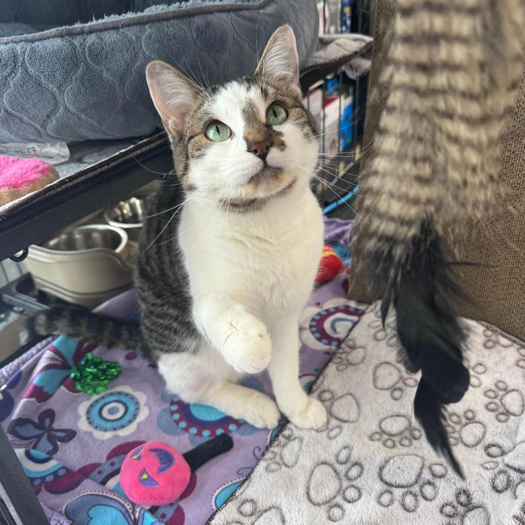 Cleo, Adoptable, Adult Female Domestic Short Hair.